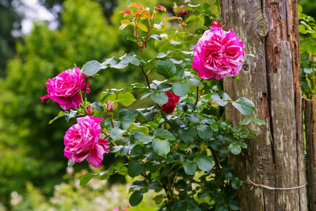プンクマさんのインスタグラム写真 - (プンクマInstagram)「薔薇の森 #ドリプレローズガーデン #薔薇の森 #写真 #薔薇」5月18日 7時59分 - pnkm913