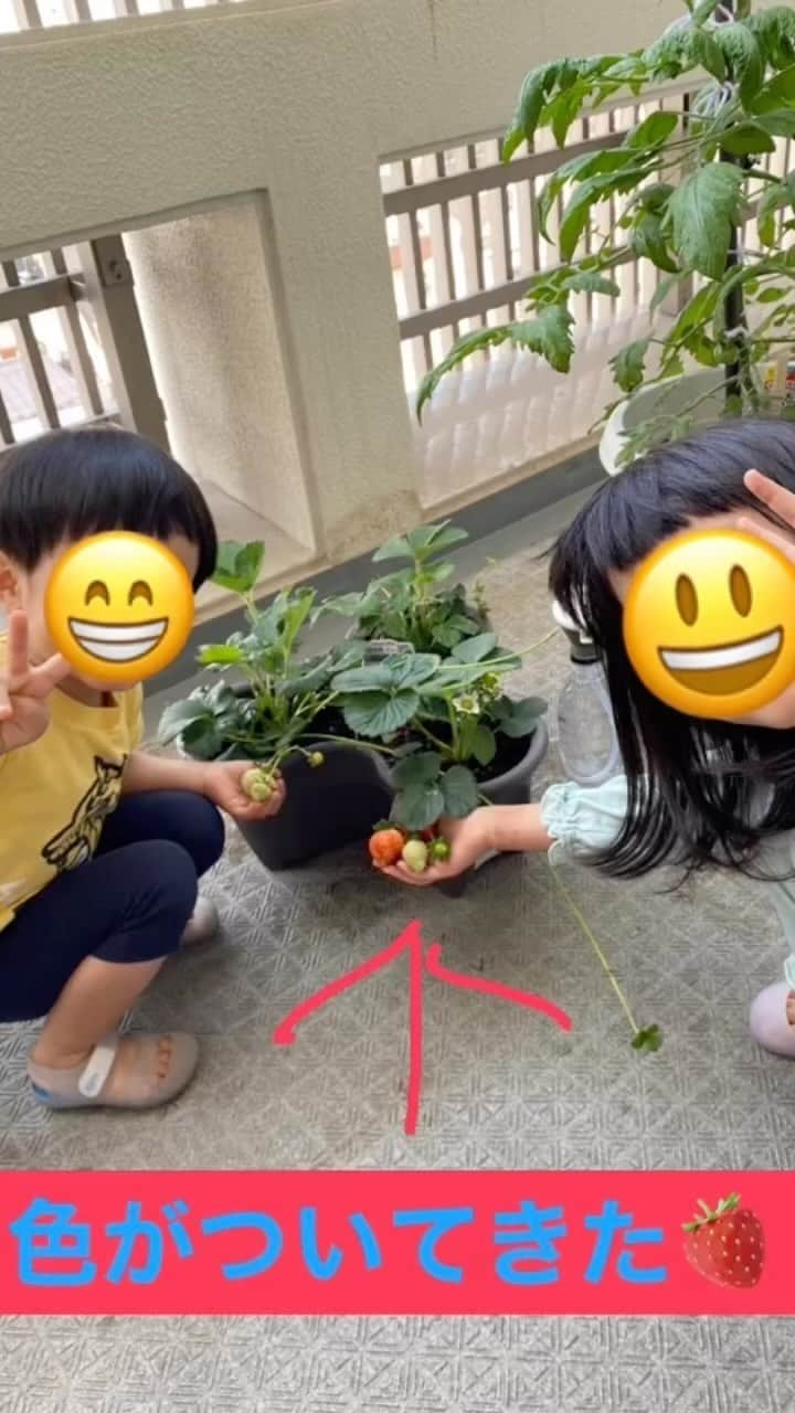 宮下純一のインスタグラム：「気温も上がり植物の成長もぐんぐん高まってます♪😘なんといちご🍓サントリーの楽なりいちごが1番に色つき出しました😇続いてエンジェルエイト👼も実が付いてきてます❣️ ミニトマトも1番最初に実をつけたものが少しづつ大きくなってるのとミニミニも続々と続いてます！子供達も朝起きるのが楽しみにどんどんなってきてるので収穫が待ち遠しいですね👌心配なのはベランダに鳥がちょこちょこ狙いにきてること😕😕😕#家庭菜園初心者 #ミニトマト栽培 #いちご栽培 #実り」