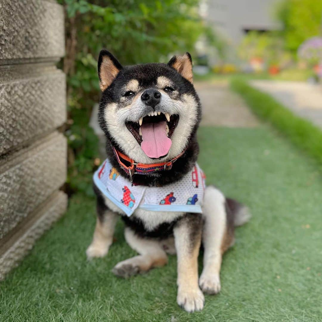 BlackRed shibasのインスタグラム：「Good smile! Yamato.  母ちゃんと散歩頑張った。 父ちゃん仕事に行く前の一枚 . . .  #2023yamato #柴犬 #shiba #shibainu #dog #rescuedog #rupinasu卒業犬 #rupinasu  #黒柴犬 #cute #元保護犬 #rescuedogs #japan #japandog #元保護犬今は過保護 #lovely #cute #cutestdog #awesomeanimals #mrdog #dogofthaday」