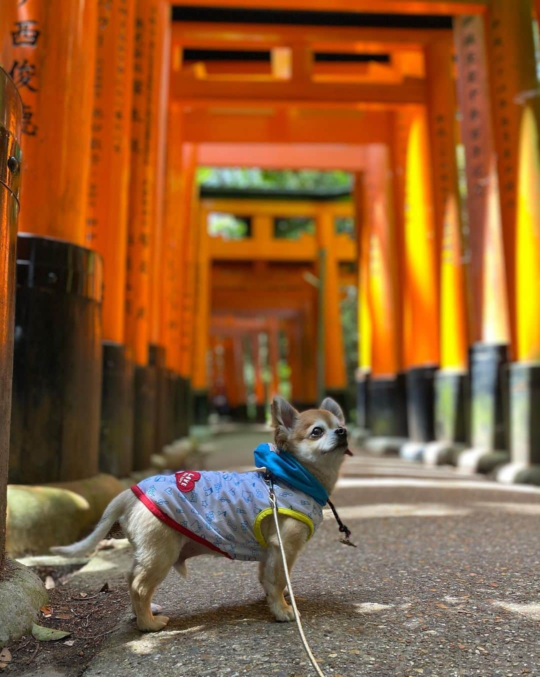 高倉絵理さんのインスタグラム写真 - (高倉絵理Instagram)「写真を整理していて見つけた バイロンとのいつかの京都旅行①  この時はバイロンと一緒に行くことができた、ここ「伏見稲荷大社」は現在ペットを連れての散歩及び参拝は全面的に禁止となっています。 (介助犬など参拝に必要な場合は除く)  理由としては、 『一千年を超える神聖な神域であり祈りの場です。この神域の尊厳と秩序を保持するため』とありますが、”一部の飼い主のマナーの悪さ”があった事も考えられます。  ペットと行ける場所が減らないよう、みんながルールやマナーを守って、大切な家族と共存できる社会を願います。  #愛犬と旅行 #わんことお出かけ #飼い主の責任 #伏見稲荷大社 #マナーを守ろう #ペットを飼う責任 #飼い主のマナー」5月18日 8時43分 - eri_t28