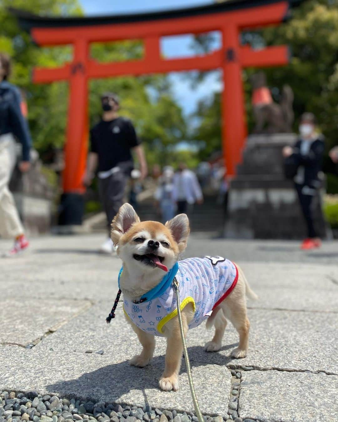 高倉絵理さんのインスタグラム写真 - (高倉絵理Instagram)「写真を整理していて見つけた バイロンとのいつかの京都旅行①  この時はバイロンと一緒に行くことができた、ここ「伏見稲荷大社」は現在ペットを連れての散歩及び参拝は全面的に禁止となっています。 (介助犬など参拝に必要な場合は除く)  理由としては、 『一千年を超える神聖な神域であり祈りの場です。この神域の尊厳と秩序を保持するため』とありますが、”一部の飼い主のマナーの悪さ”があった事も考えられます。  ペットと行ける場所が減らないよう、みんながルールやマナーを守って、大切な家族と共存できる社会を願います。  #愛犬と旅行 #わんことお出かけ #飼い主の責任 #伏見稲荷大社 #マナーを守ろう #ペットを飼う責任 #飼い主のマナー」5月18日 8時43分 - eri_t28