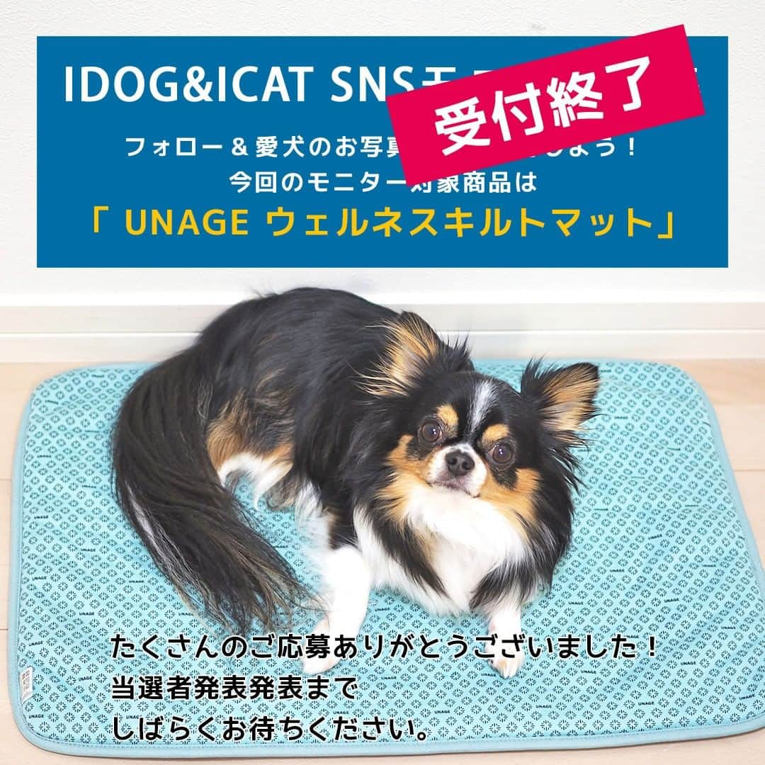 iDog&iCatさんのインスタグラム写真 - (iDog&iCatInstagram)「「UNAGE ウェルネスキルトマット」のモニター応募は5/17に終了いたしました。 #iDogSNSモニター応募 へのたくさんのご応募ありがとうございます。 これ以降のご応募は受け付けられませんのでご了承ください。  これよりエントリーいただいた皆様の投稿から、抽選を行います。 結果発表までの抽選期間中にアカウントを非公開にしたり、応募用の投稿を削除されるなど、ハッシュタグの中から投稿が消えてしまうと選考から除外されてしまいますのでお気をつけ下さい。  当選者発表までお楽しみに！  #IDOGICAT #iDog #iCat #犬 #いぬ #ペット #ペット用品 #モニター募集 #iDogSNSモニター応募 #犬の服iDog #お試し #犬服 #ウェルネス #IDOGウェルネス」5月18日 9時47分 - idogicat