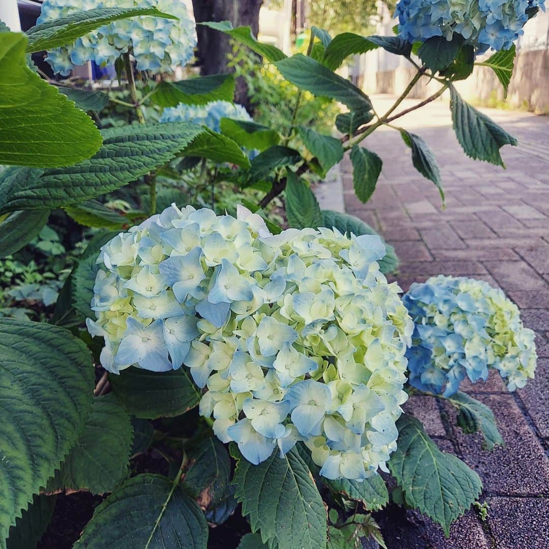 下関マグロのインスタグラム：「急に夏になったようだけど、実は紫陽花の季節ですね。 鶯谷駅と上野駅の間で見つけました。 #紫陽花  #朝の散歩  #朝の散歩道で見かける花たち」