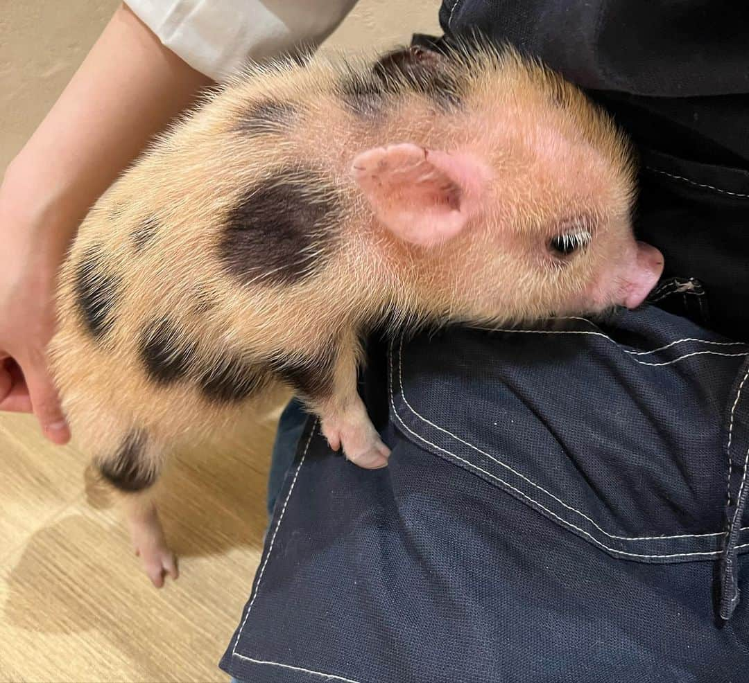 佐藤彩さんのインスタグラム写真 - (佐藤彩Instagram)「マイクロブタちゃんに癒される🐷💕  mipig cafe 先月オープンしたマイクロブタカフェが イオンモール札幌発寒の3Fにオープンしました！  生後3ヶ月前後のかわいいブタちゃんたちと触れ合えるお店です☺️  今は5キロくらいで 成長すると20キロくらいになるそうですよ！  私はもう、ずっと癒されっぱなしでした🥹 人懐っこくて、細かい動きも可愛いし！ 膝の上で感じる温もりも絶妙✨  いろんな柄の子たちにも会えます！  ホームページから予約して ぜひ癒しの時間を体験してみてください☺️  #マイクロブタカフェ #mipigcafe #マイクロブタ #ブタ #癒される #札幌 #癒しスポット #動物好き #彩の街角ネクストフォーカス でご紹介しました」5月18日 10時27分 - hbc_ayasato