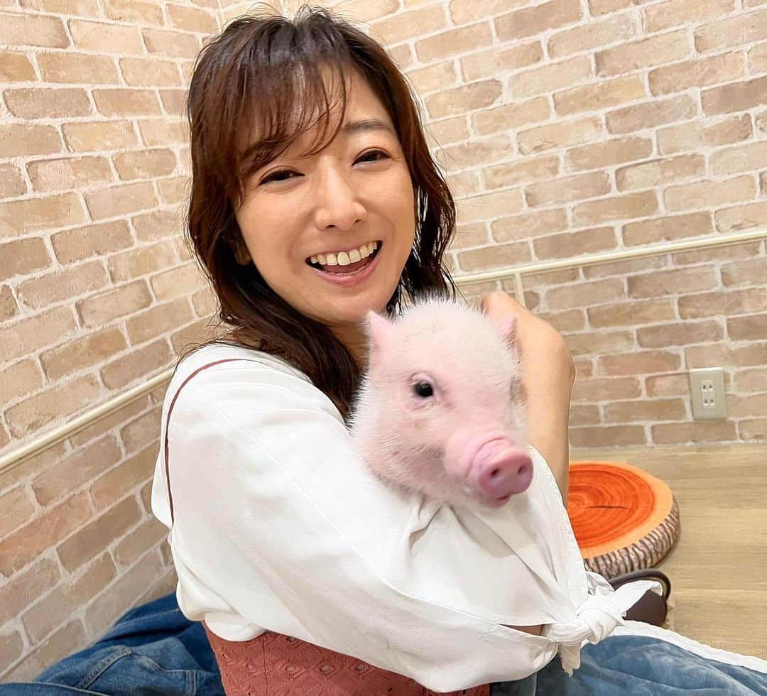 佐藤彩さんのインスタグラム写真 - (佐藤彩Instagram)「マイクロブタちゃんに癒される🐷💕  mipig cafe 先月オープンしたマイクロブタカフェが イオンモール札幌発寒の3Fにオープンしました！  生後3ヶ月前後のかわいいブタちゃんたちと触れ合えるお店です☺️  今は5キロくらいで 成長すると20キロくらいになるそうですよ！  私はもう、ずっと癒されっぱなしでした🥹 人懐っこくて、細かい動きも可愛いし！ 膝の上で感じる温もりも絶妙✨  いろんな柄の子たちにも会えます！  ホームページから予約して ぜひ癒しの時間を体験してみてください☺️  #マイクロブタカフェ #mipigcafe #マイクロブタ #ブタ #癒される #札幌 #癒しスポット #動物好き #彩の街角ネクストフォーカス でご紹介しました」5月18日 10時27分 - hbc_ayasato