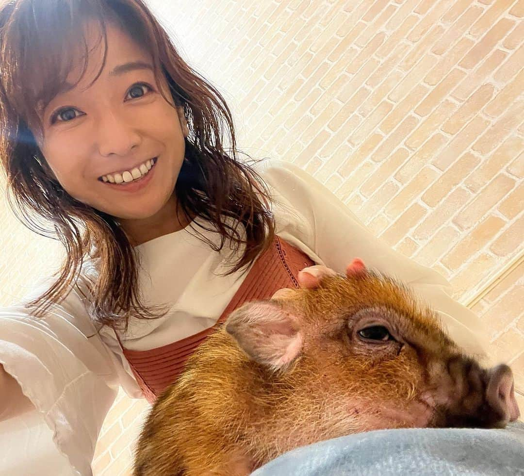 佐藤彩さんのインスタグラム写真 - (佐藤彩Instagram)「マイクロブタちゃんに癒される🐷💕  mipig cafe 先月オープンしたマイクロブタカフェが イオンモール札幌発寒の3Fにオープンしました！  生後3ヶ月前後のかわいいブタちゃんたちと触れ合えるお店です☺️  今は5キロくらいで 成長すると20キロくらいになるそうですよ！  私はもう、ずっと癒されっぱなしでした🥹 人懐っこくて、細かい動きも可愛いし！ 膝の上で感じる温もりも絶妙✨  いろんな柄の子たちにも会えます！  ホームページから予約して ぜひ癒しの時間を体験してみてください☺️  #マイクロブタカフェ #mipigcafe #マイクロブタ #ブタ #癒される #札幌 #癒しスポット #動物好き #彩の街角ネクストフォーカス でご紹介しました」5月18日 10時27分 - hbc_ayasato