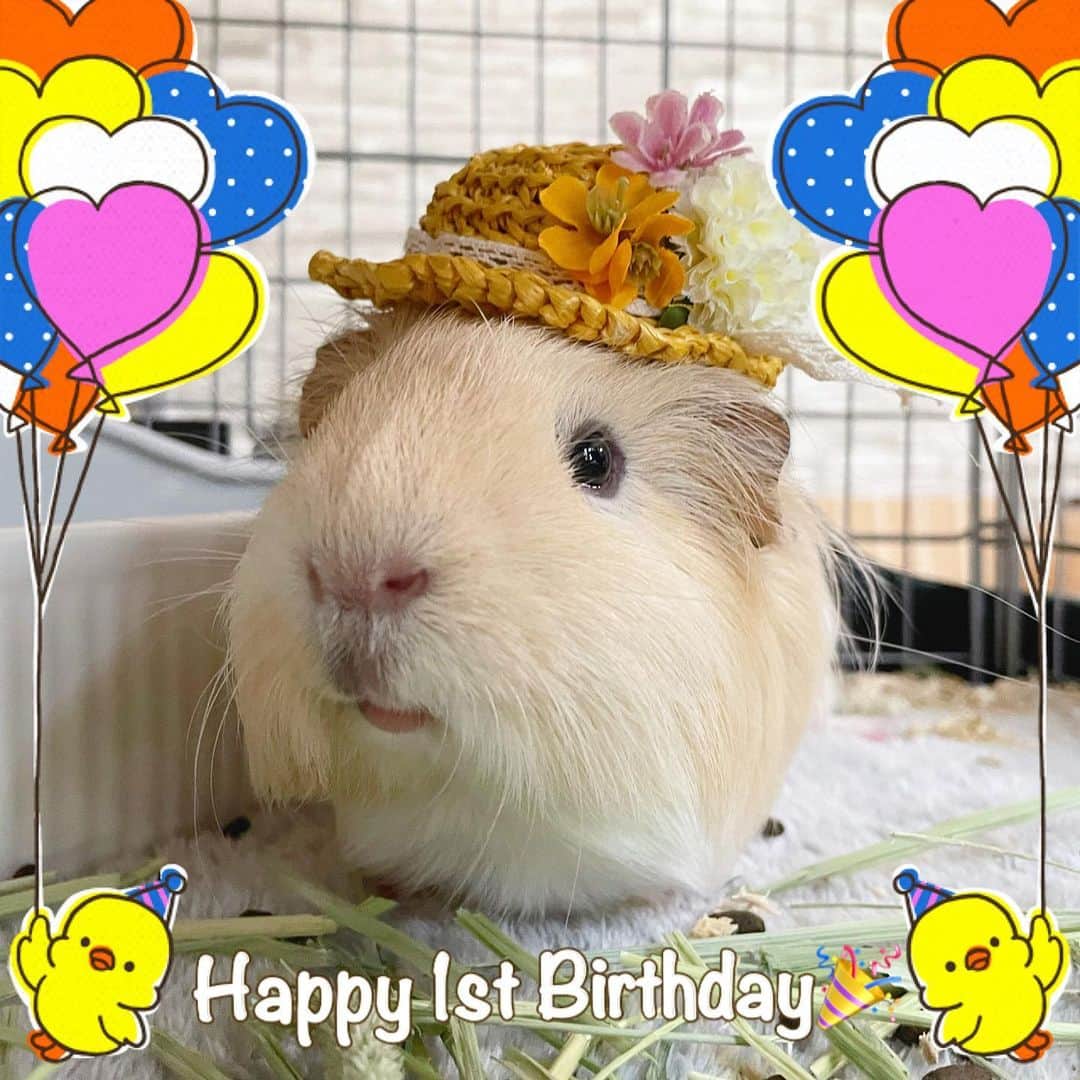 hamster_mocoさんのインスタグラム写真 - (hamster_mocoInstagram)「Happy 1st Birthday Pal🎉🐹  パルくん本日1歳のお誕生日を迎えました👏記念に可愛い麦わら帽子を被ってお写真を撮りました💐🤭  初めてのモルモットで手探り状態でのお迎えでしたが元気に1歳を迎えてくれて嬉しいな🥰 パルくんのプイプイ鳴いて感情を表すところ、撫でられると気持ちよさそうにゴロンするところ、ビビリなところさえも全てが愛おしいです🥹‪🫶🏻 ̖́-  これからも元気いっぱい楽しく過ごせるようにおかーさんにお世話させてね🤗パルくん大好き❣️ 2023.5.18 ✼••┈┈••✼••┈┈••✼••┈┈••✼••┈┈••✼ #モルモットパル#モルモット#イングリッシュモルモット#モルモットのいる生活#モルモットベビー#モルモット好きと繋がりたい#guineapig#豚鼠#기니피그#天竺鼠」5月18日 10時27分 - asahi.fl