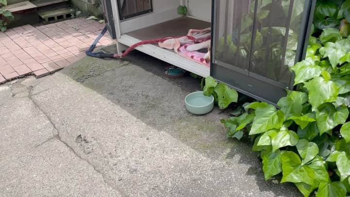 Ryujiのインスタグラム：「Good morning.😄 Paparazzo❗️ The aluminum plate you bought me makes me very comfortable.🆒 Thank you❗️💪 おはようございます🍞 娘❗️ お前が買ってくれたアルミ板、めっちゃええ感じだぞ〜🆒 ありがとよ❗️💪 #焼き上がりました#こっぺぱん#アルミ板#地味なプレゼント#ちゃんと使ってくれてる#やっぱりいいヤツだな😭#空気読む犬#男前#怪しい高額サプリ買わんでよかった😂#pancakes#macho#sleepingdog#nakedgeneral#aluminum#goodmorning#おはよう」