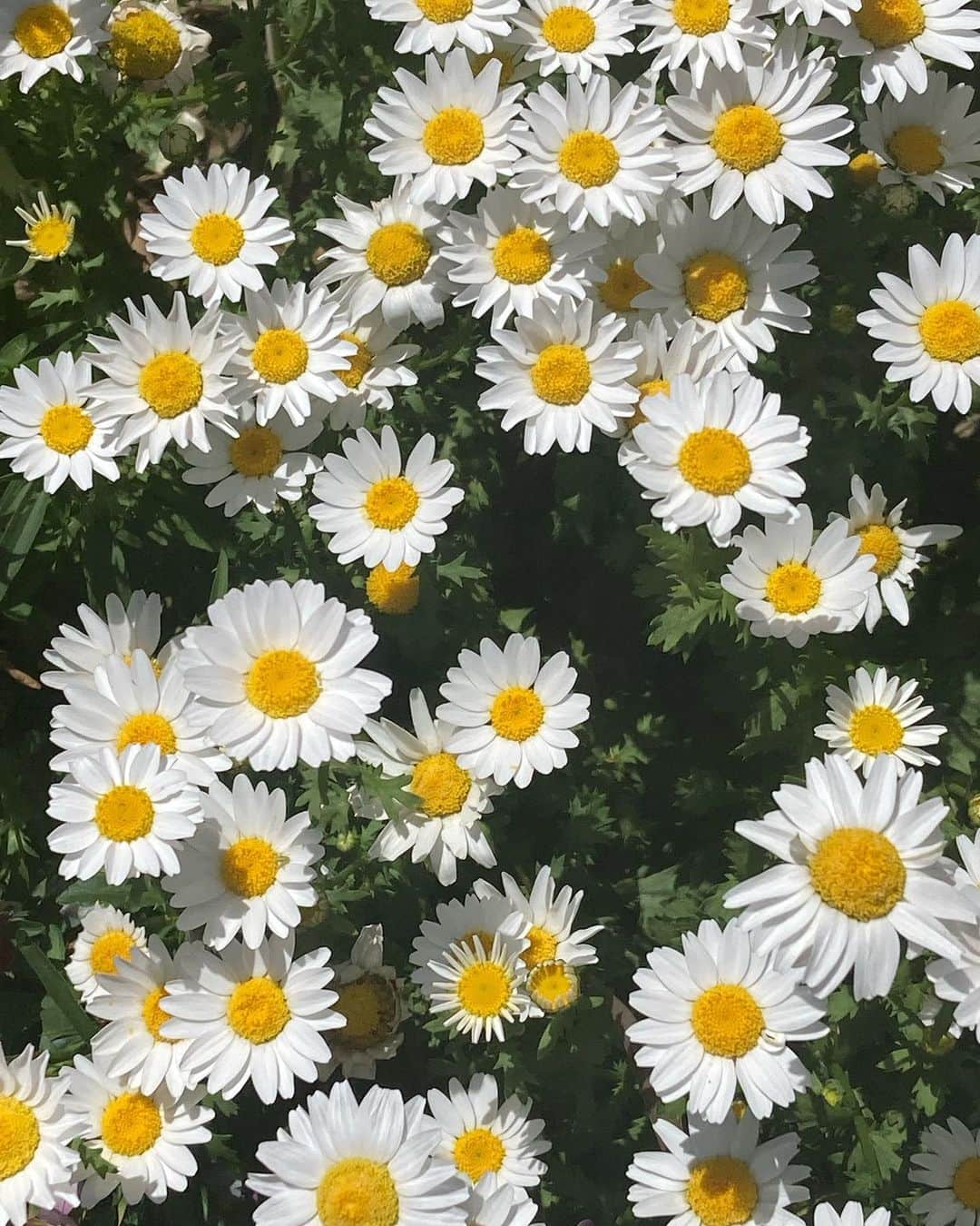 遠藤璃菜のインスタグラム：「最近撮ったお花達𖤣𖥧𖥣｡𖥧𖧧  お花ってほんとに癒される いつか絶対に花を愛でる女の人になるんだ！！！！ 頑張れ遠藤！！   #花」