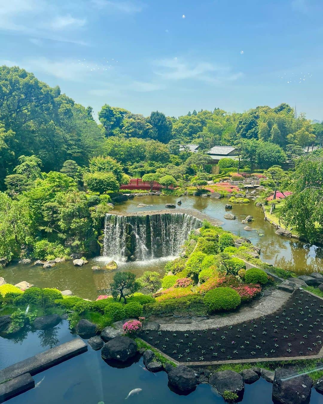 ホテル ニューオータニさんのインスタグラム写真 - (ホテル ニューオータニInstagram)「In our Japanese Garden the Satsuki Azaleas are at their peak now.  日本庭園では #サツキ が見ごろ。ガーデンラウンジからの景色をお届けします。  #satsuki #azalea #日本庭園　 #japanesegarden #japnesegardens #tokyo #japan #tokyotrip  #tokyotravel #tokyohotel  #virtualtour #japanbeauty #forbestravelguide #futuretravelguide #thepreferredlife #ホテルニューオータニ #ニューオータニ #hotelnewotani #newotani #赤坂見附 #赤坂#四ツ谷 #紀尾井町  #akasaka #yotsuya  #ホテル #東京ホテル #ホテルステイ」5月18日 12時00分 - hotelnewotanitokyo