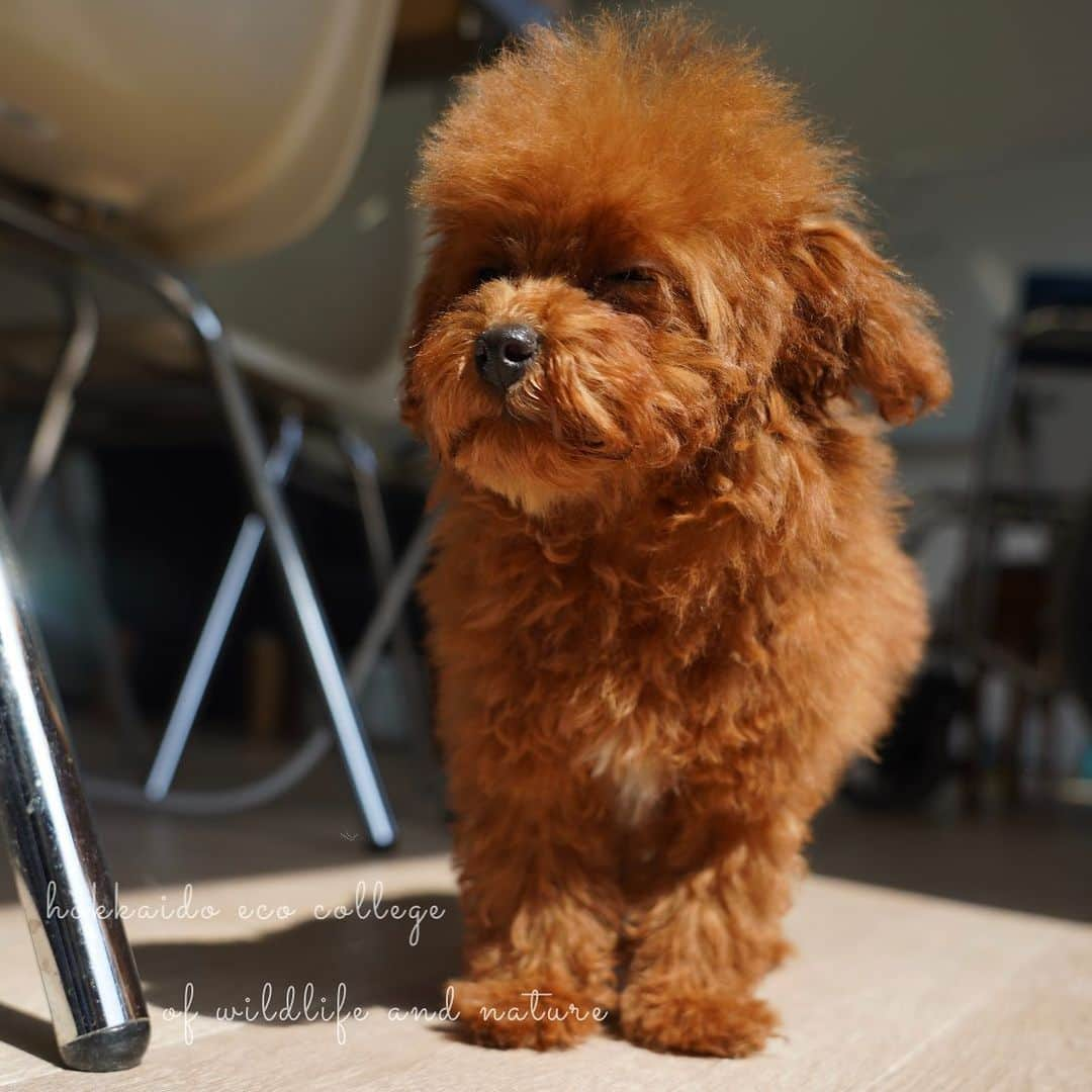 hokkaidoecoさんのインスタグラム写真 - (hokkaidoecoInstagram)「まぶしいね☀️  #北海道エコ #動物 #専門学校 #動物専門学校 #動物好きな人と繋がりたい #北海道エコ動物自然専門学校 #動物のいる暮らし #animals #animalphotography #dog #toypoodle  #どっぐすたぐらむ  #わんこすたぐらむ  #犬のいる暮らし」5月18日 12時27分 - hokkaidoeco