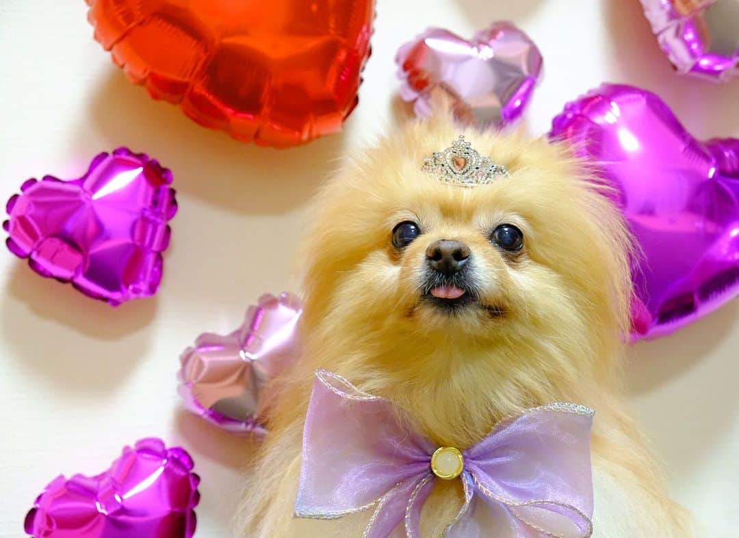 Hanaさんのインスタグラム写真 - (HanaInstagram)「#happy #happybirthday  🎂🐶 本日、無事 １３歳になりました  感無量  本当に本当に有り難う😭  #Pomeranian#pom#pomstagram#dogs#doglover#dogsofinstagram#dogstagram#Japan#Kawaii#fluffydog#ポメラニアン#cute#誕生日」5月18日 12時38分 - mofu2family