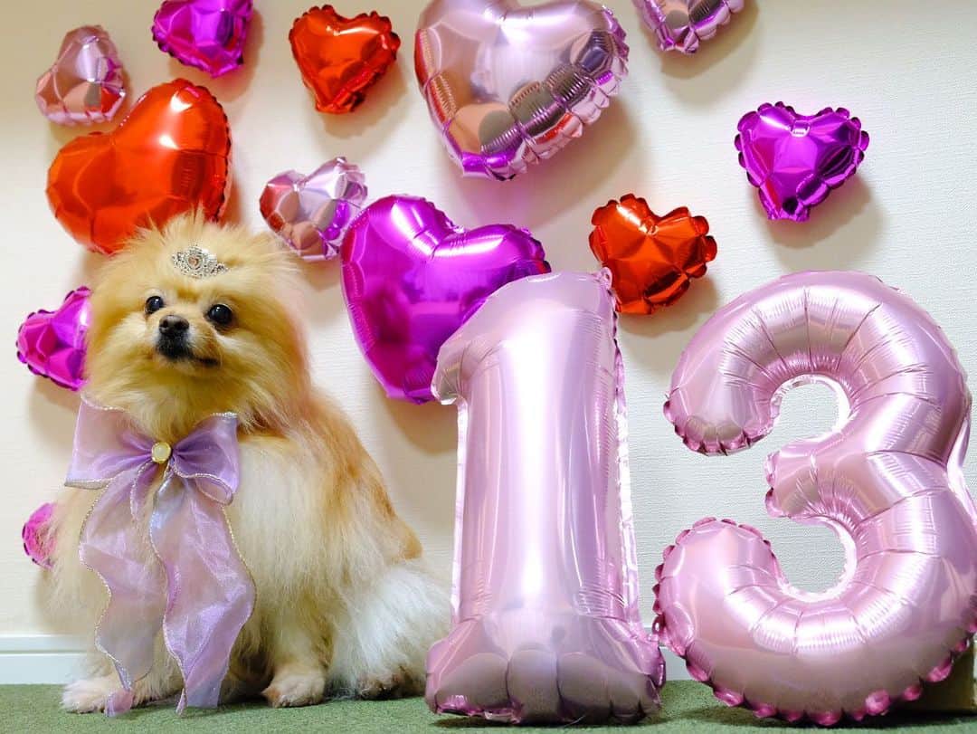 Hanaのインスタグラム：「#happy #happybirthday  🎂🐶 本日、無事 １３歳になりました  感無量  本当に本当に有り難う😭  #Pomeranian#pom#pomstagram#dogs#doglover#dogsofinstagram#dogstagram#Japan#Kawaii#fluffydog#ポメラニアン#cute#誕生日」