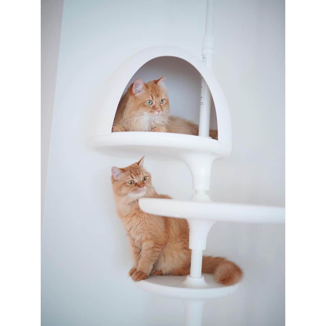 石井美保さんのインスタグラム写真 - (石井美保Instagram)「一時避難でキャットタワーを移動したら、いきなり愛用してくれるように。今まであんまり使ってくれなかったのに。 #気まぐれ#猫だもん」5月18日 12時40分 - miho_ishii
