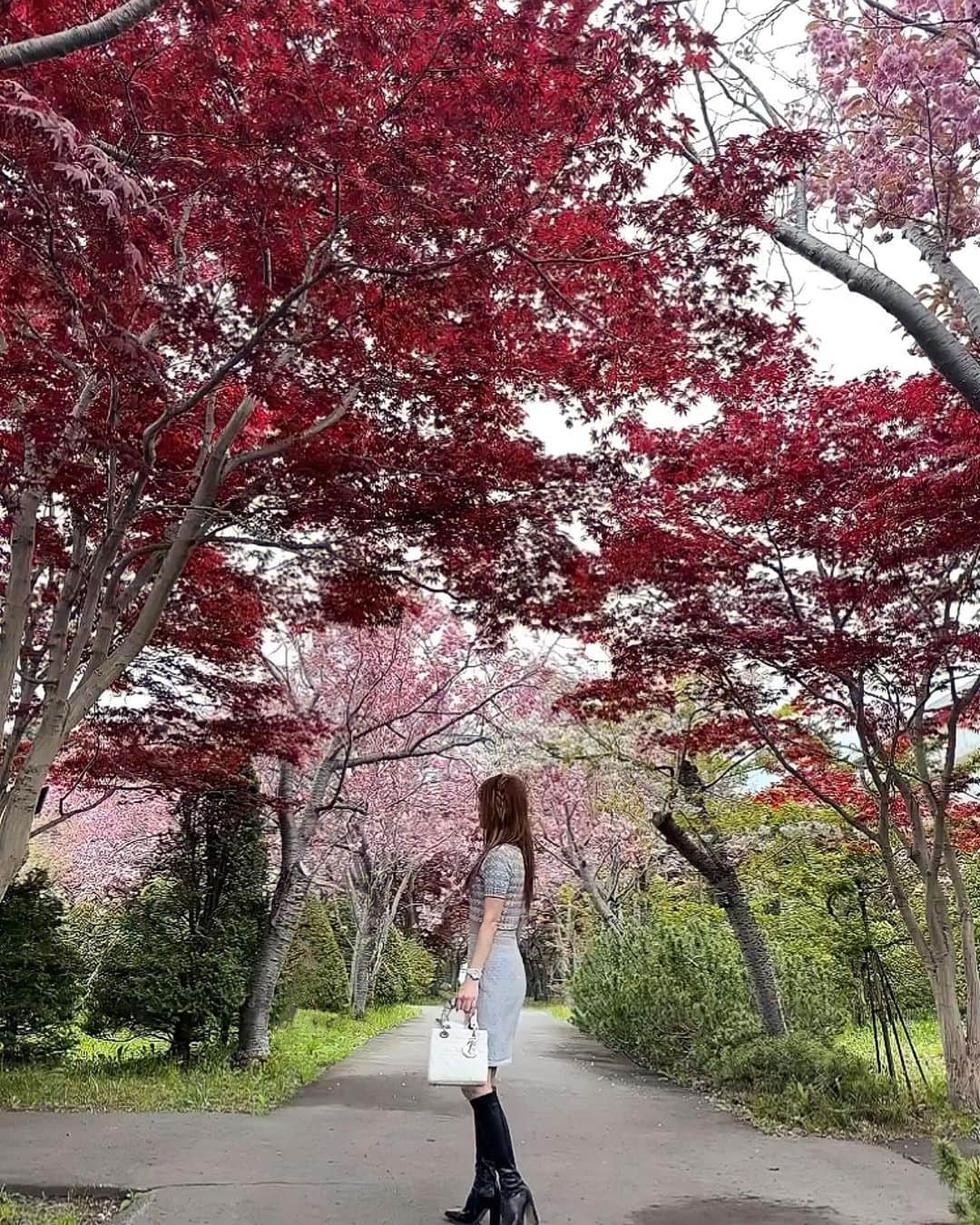 北山美奈さんのインスタグラム写真 - (北山美奈Instagram)「素敵空間🩷❤️🩶🤍🍁🌸 ピンクと赤とかこの時期ならではでした🥺札幌の桜シーズン終了しました。また来年🌸  #バルセロナグループ #ラウンジ凛 #札幌 #すすきの #ススキノ #キャバクラ #キャバ嬢 #キャバクラ嬢 #ニュークラブ #ニュークラ #ニュークラ嬢 #キャバ #ラウンジ #ラウンジ嬢 #ガールズバー #ホステス #すすきのキャバクラ #すすきのキャバ嬢 #すすきのグルメ #札幌旅行 #美人 #美女 #可愛い #可愛い女の子 #いいね返し #銀座 #六本木 #北新地 #錦 #中州」5月18日 12時56分 - rin_minakitayama