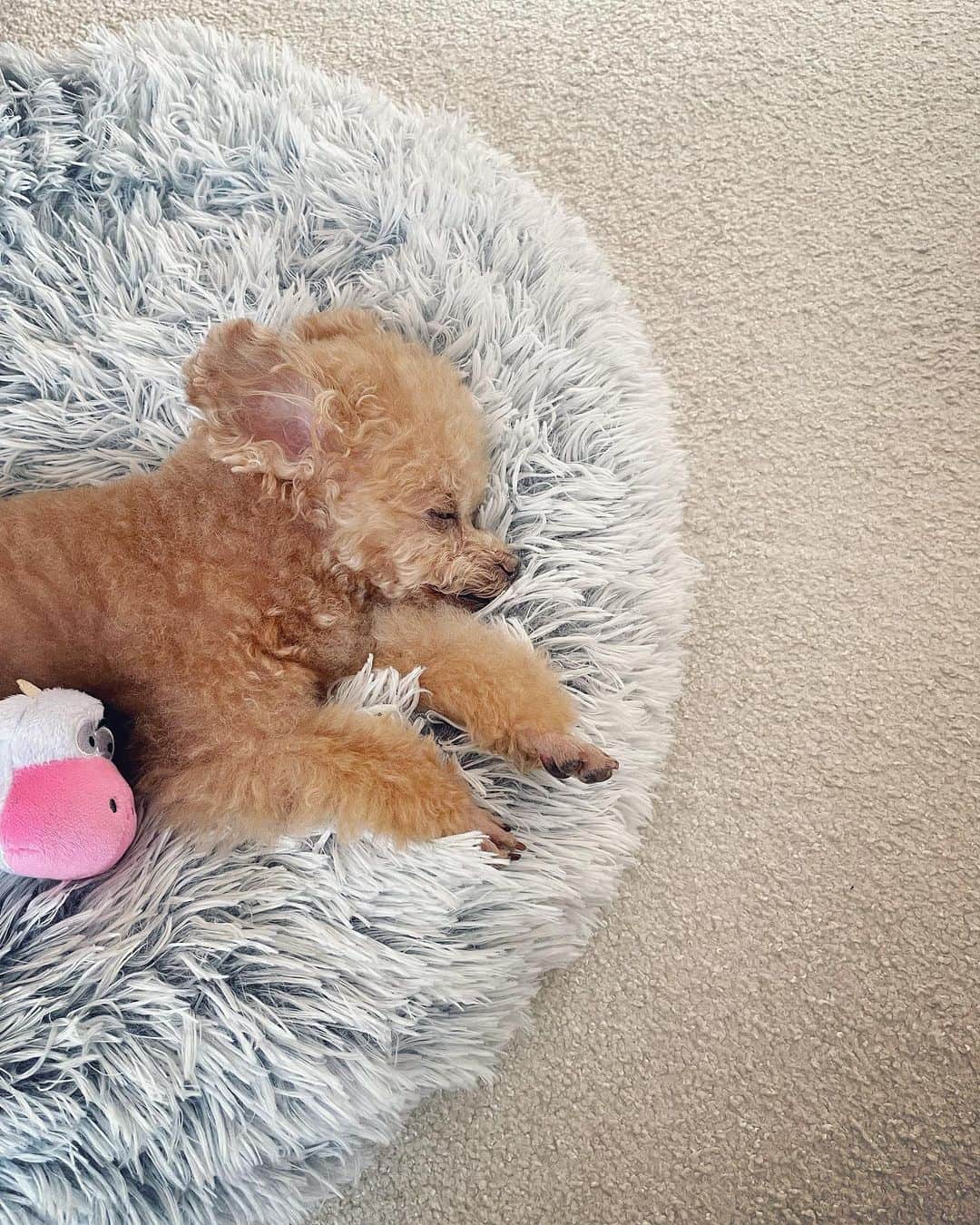 ふわのインスタグラム：「あつ〜 熱中症にはお気をつけください。  本日の最強寝顔。  #toypoodle#toypoodlegram#dogsofinstagram#instadog#doglover#doglife#cutedog#sleepydog#dog#fuwamama#ふわもこのふわ#ふわ#トイプードル#ふわもこ部#犬バカ部#親バカ部#犬のいる暮らし#いぬすたぐらむ#最強寝顔」