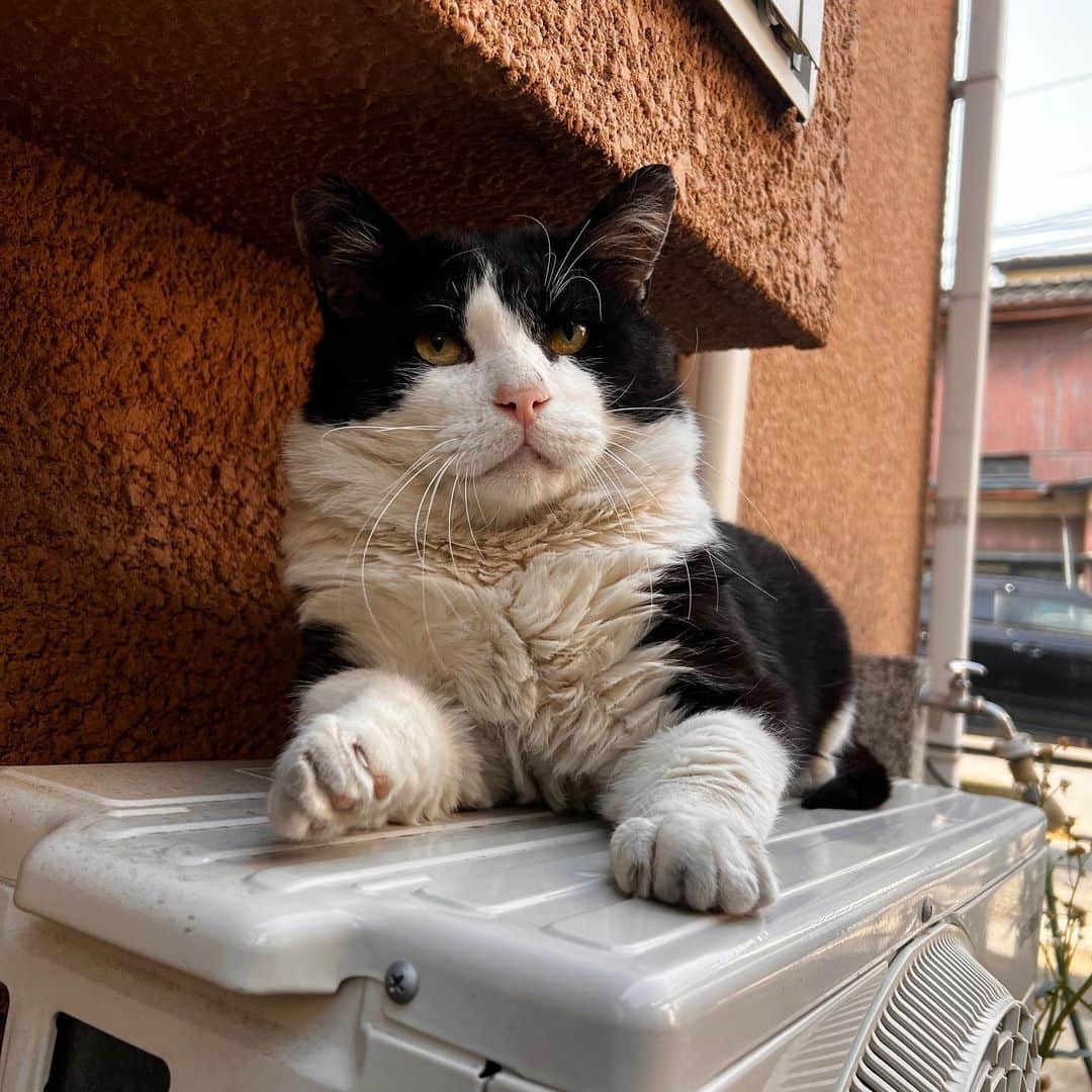 Kachimo Yoshimatsuさんのインスタグラム写真 - (Kachimo YoshimatsuInstagram)「おはようイカスミ Good Morning Ikasumi 今朝も奥の室外機の上  そこからいつもの場所  玄関から入ってきてくれないかな？  #うちの猫ら #ikasumi #猫 #ねこ #ニャンスタグラム #にゃんすたぐらむ #ねこのきもち #cat #ネコ #catstagram #ネコ部 http://kachimo.exblog.jp」5月18日 13時23分 - kachimo