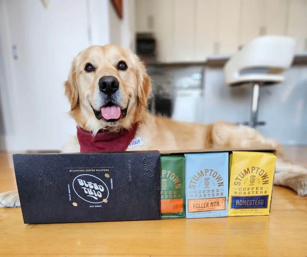 Stumptown Coffee Roastersのインスタグラム：「Just wanted to give a quick shoutout to @ziggybeansboneman for always winning in the cute category! Keep up the great work. 🏆🐶」