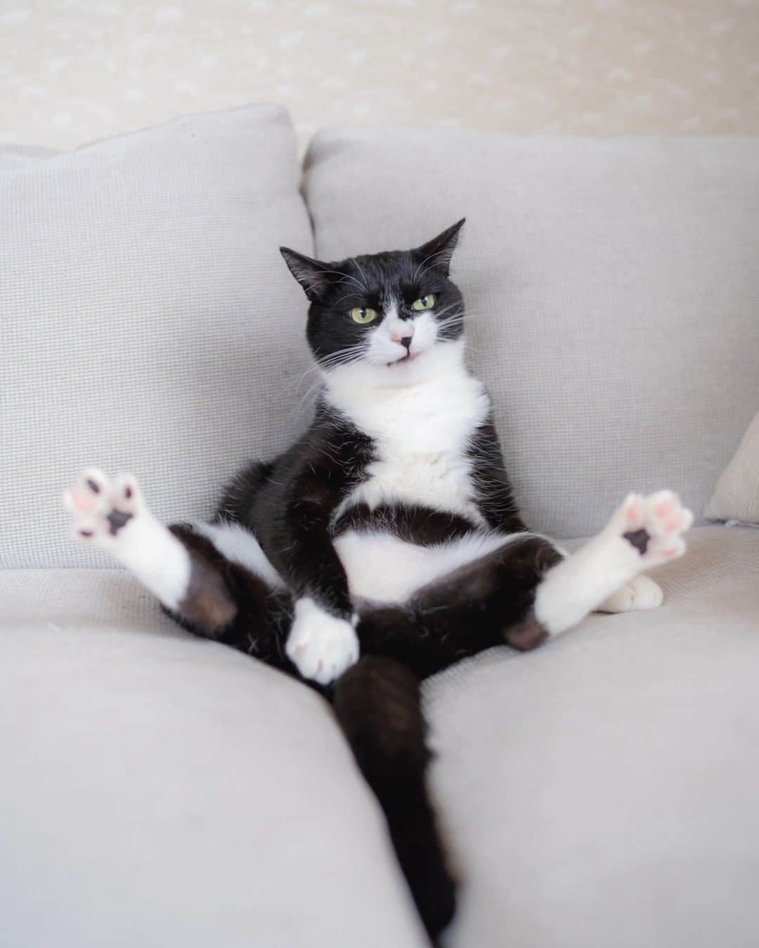 Cats of Instagramのインスタグラム：「From @meichan818: "安心してください、⠀⁠ 隠してますよ😼👍⠀⁠ ⠀⁠ とにかく笑えるリン子さん🖤🤍" #catsofinstagram⁠」