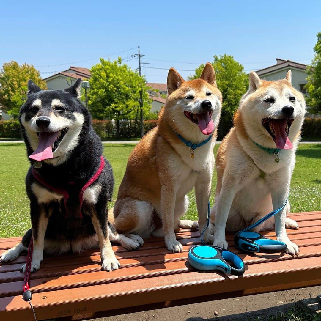 vo_coのインスタグラム：「🐾🐾🐾 半年以上振りにころはるに会いに行ってきたよ 普段の散歩で歩かないこたちゃんのために無理言って暑い時間だけどお散歩付き合ってもらったよ かなり暑かったから、みんな思い切りお口開いちゃったね！ 一週間分くらいまとめてたくさん歩けたね！ ループバルコニーの舞は不発だったけど、お家でまったり過ごして久しぶりの #ころはるこた を堪能してきたよ こたちゃんは朝から「ころの所に行くよ！」と伝えたらちゃんとわかっててずっとうきうきるんるんしてたの可愛かったな また遊びに行くね！ ＊ #shibastagram #instashiba #shiba #shibainu #黒柴 #柴犬」
