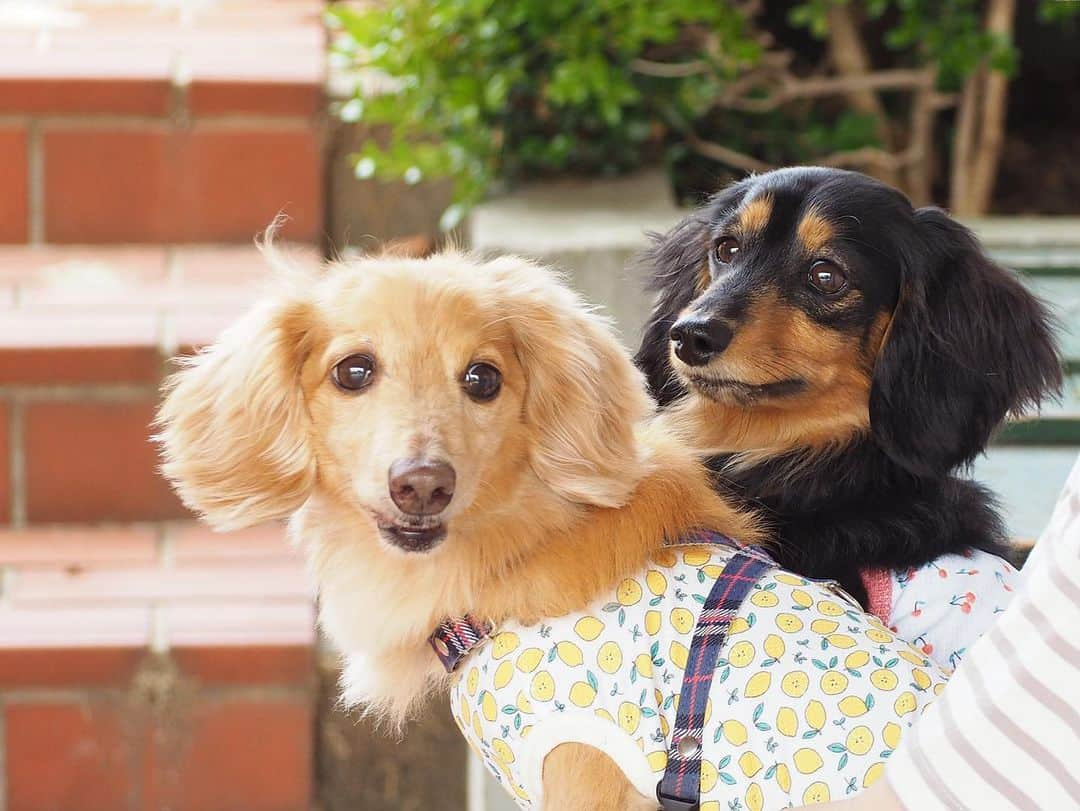 Sora Momoさんのインスタグラム写真 - (Sora MomoInstagram)「公園散歩🐾休憩中のそらともも🐶🐾🐶 ☺︎ GWの公園散歩🐾お帽子被ってる写真ばっかりだったから 被ってないのも残しておこう😊 ☺︎ 日陰で休んでる２人 少し離れてから近付くと揃ってこっち見るんだけど カメラ構えた途端に目線をそらす😅 だるまさんがころんだみたいだった💦 ☺︎ #休憩中#目線そらすの早い#素早く撮れない#私の負け#おやつ持って行かないし#可愛いからいいか#仲良し#そらともも #ダックス#ミニチュアダックス #dachshund #miniaturedachshund」5月18日 23時32分 - teratera_sorapu_