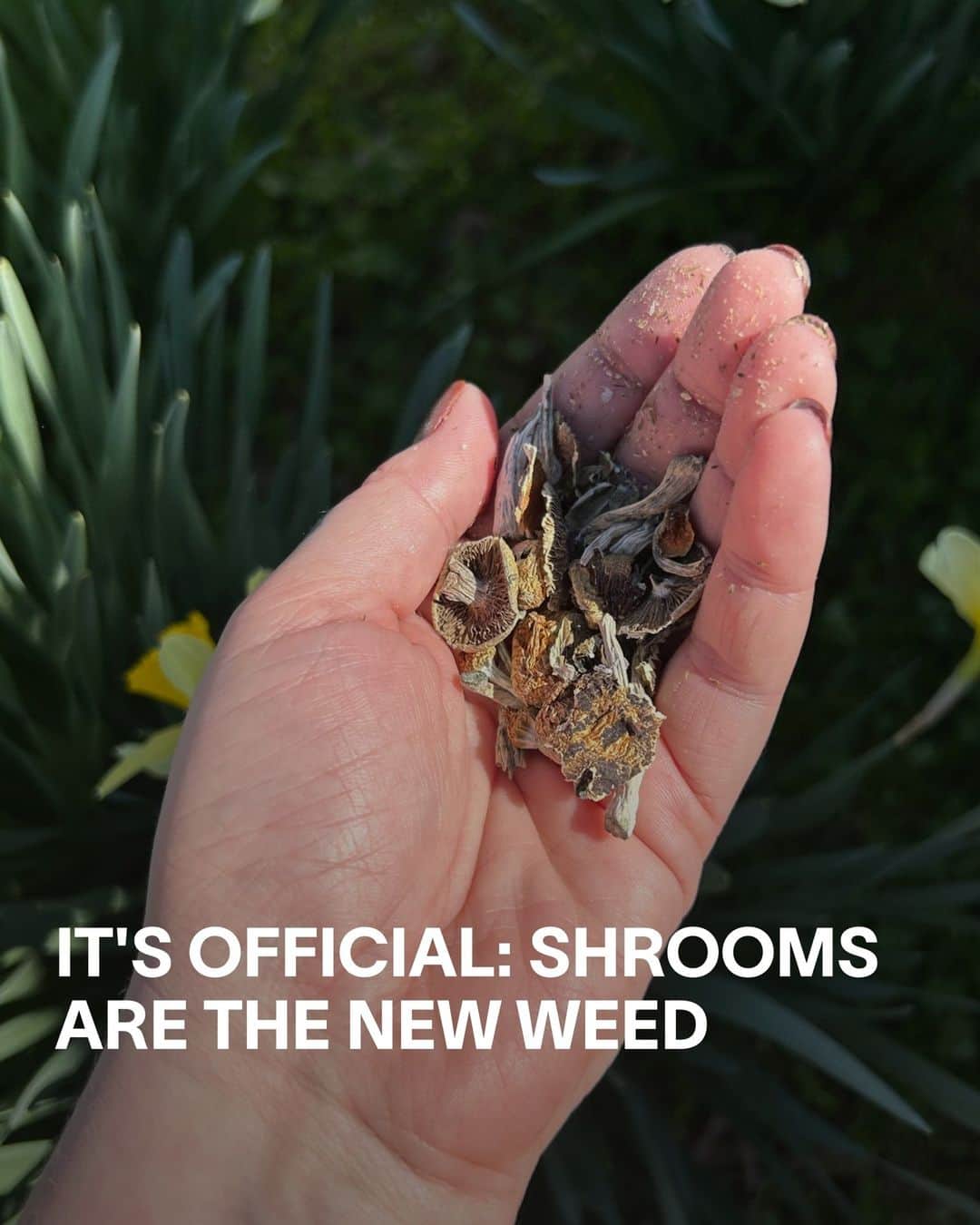 VICEさんのインスタグラム写真 - (VICEInstagram)「It's 2023 and shrooms are the new weed. Hear us out: they're more accessible than ever, people are taking them to socialize, and an increasing number of microdosers are starting – and continuing – their days by ingesting the stuff, just like wake-and-bakers have done for decades.⁠ ⁠ Meanwhile, the therapeutic benefits of embarking on a full-dose mushroom journey is fast becoming a hot topic among therapists, researchers and laymen alike, as anecdotal and scientific evidence increasingly suggests that psilocybin can do wonders for depression, anxiety and trauma. Which is why you should tap the link in bio for VICE’s definitive guide to magic mushrooms.」5月19日 0時50分 - vice