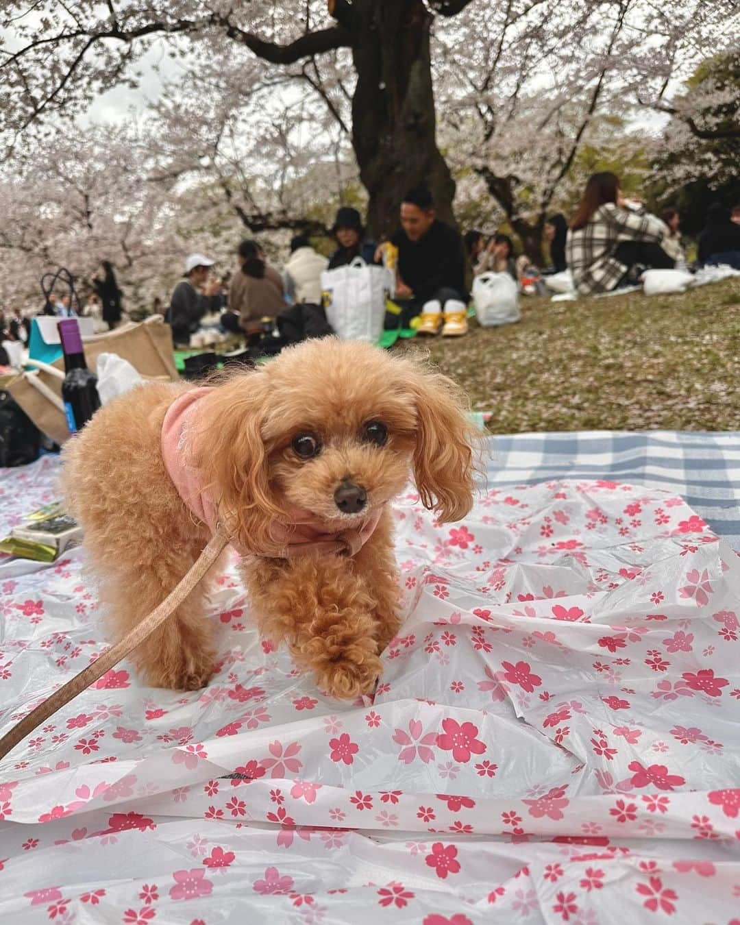 佐倉知里さんのインスタグラム写真 - (佐倉知里Instagram)「お花見🌸  ティアラさん寝てますね？  このスニーカーお気に入り💓       #3月下旬のお話 (*´-`*) #お花見できた #撮影の裏側の撮影 #愉快な仲間たち🍻」5月18日 16時02分 - chisa_tiara