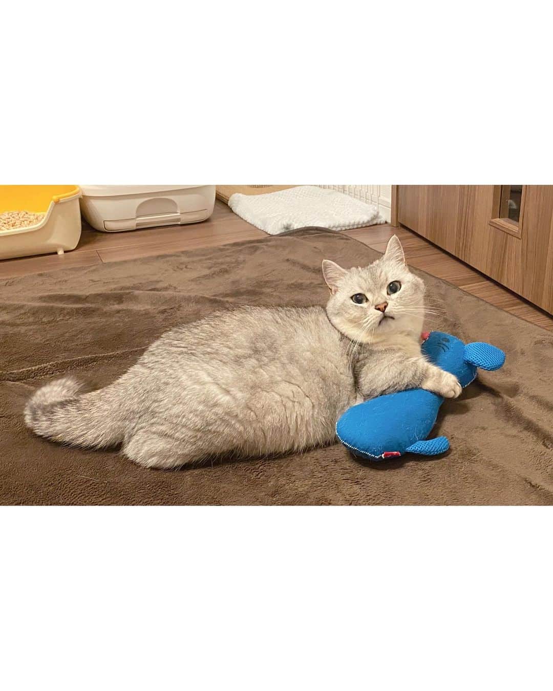 山谷花純さんのインスタグラム写真 - (山谷花純Instagram)「ジェイソンネズミを幸せそうに抱えるまるさん。確実に太ったね。  #ミヌエット #まるとの生活 #猫がいる生活 #にゃんすたぐらむ」5月18日 16時14分 - kasuminwoooow