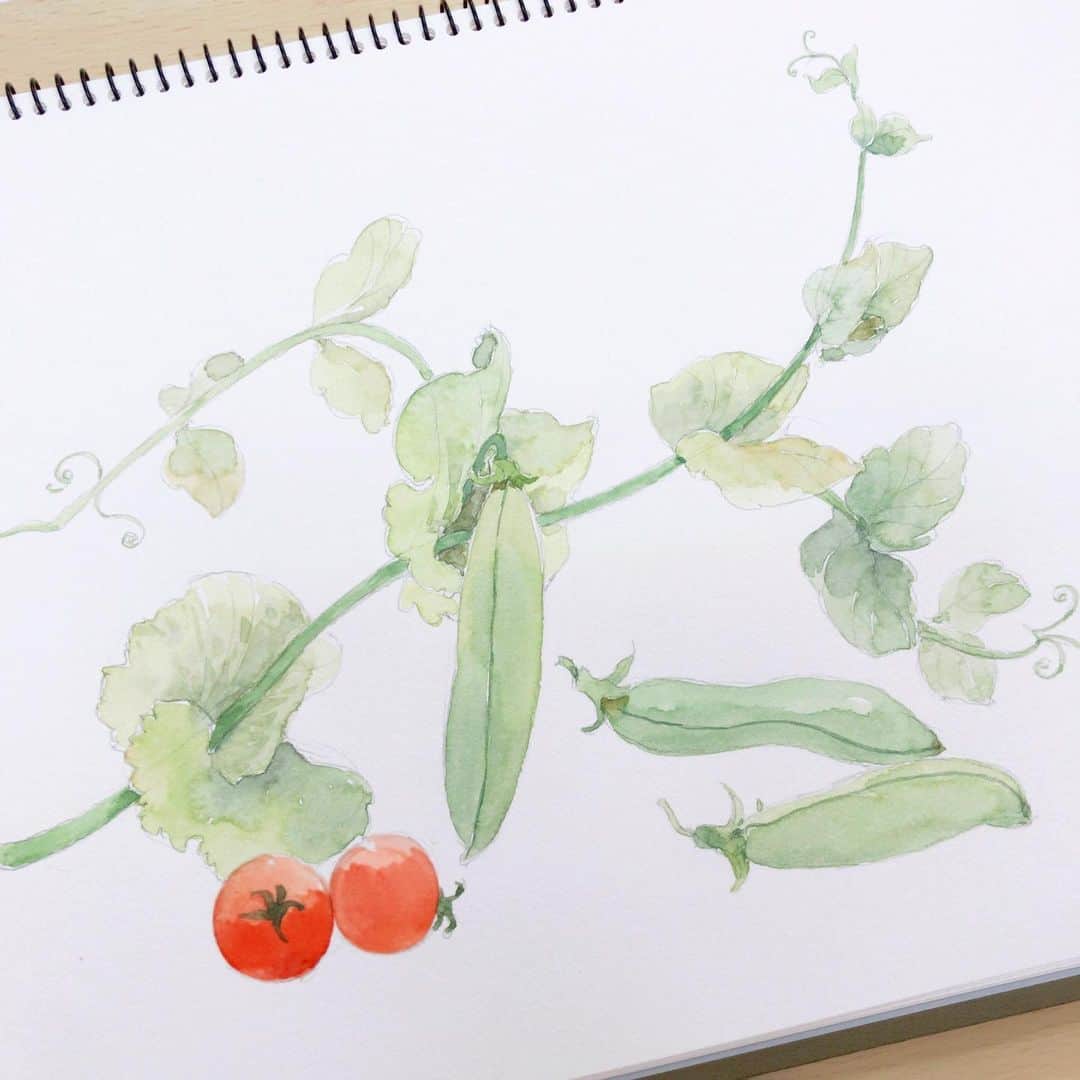 イラストレーター山崎牧子さんのインスタグラム写真 - (イラストレーター山崎牧子Instagram)「5月の絵画サークル🎨  えんどう豆にミニトマトの 赤を添えて、、 童話ジャックと豆の木の絵が ムクムクと湧いてくるような… 元気にのびるツルでした🫘✨  #水彩画#スケッチ#植物画#watercolor#watercolorpainting#sketch」5月18日 16時23分 - makiko.inatome