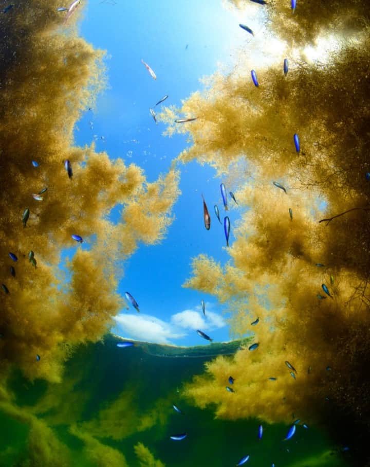 diversgakuen2016さんのインスタグラム写真 - (diversgakuen2016Instagram)「晴れた日の海藻の迷路は本当に美しい。 穏やかな日は水中から空を見上げるなんてのもいいですね！ この海藻の森も通年見られるわけではなく季節限定のものです。  Photo by 茂野優太👉@yuta3822 📍井田  𓈒𓈒𓇼Pick up!𓇼𓈒 ▼初夏の西伊豆・井田で新たな写真を求めて▼ https://scuba-monsters.com/ita_202206/  𓇼𓆛𓆜𓆝𓆞𓆟𓇼𓆛𓆜𓆝𓆞𓆟𓇼  Scuba Monsters（スクーバモンスターズ） https://scuba-monsters.com/ フィードでギャラリー展開中𓆉𓈒𓏸  𓇼𓆛𓆜𓆝𓆞𓆟𓇼𓆛𓆜𓆝𓆞𓆟𓇼  #スクモン #diving #scubadiving #underwaterphoto #ocean #japan #海 #水中写真 #自然写真 #ダイビング #スキューバダイビン #ダイビング好きな人と繋がりたい #世界の絶景 #絶景スポット #静岡県　#西伊豆　#井田」5月18日 16時15分 - scubamonsters