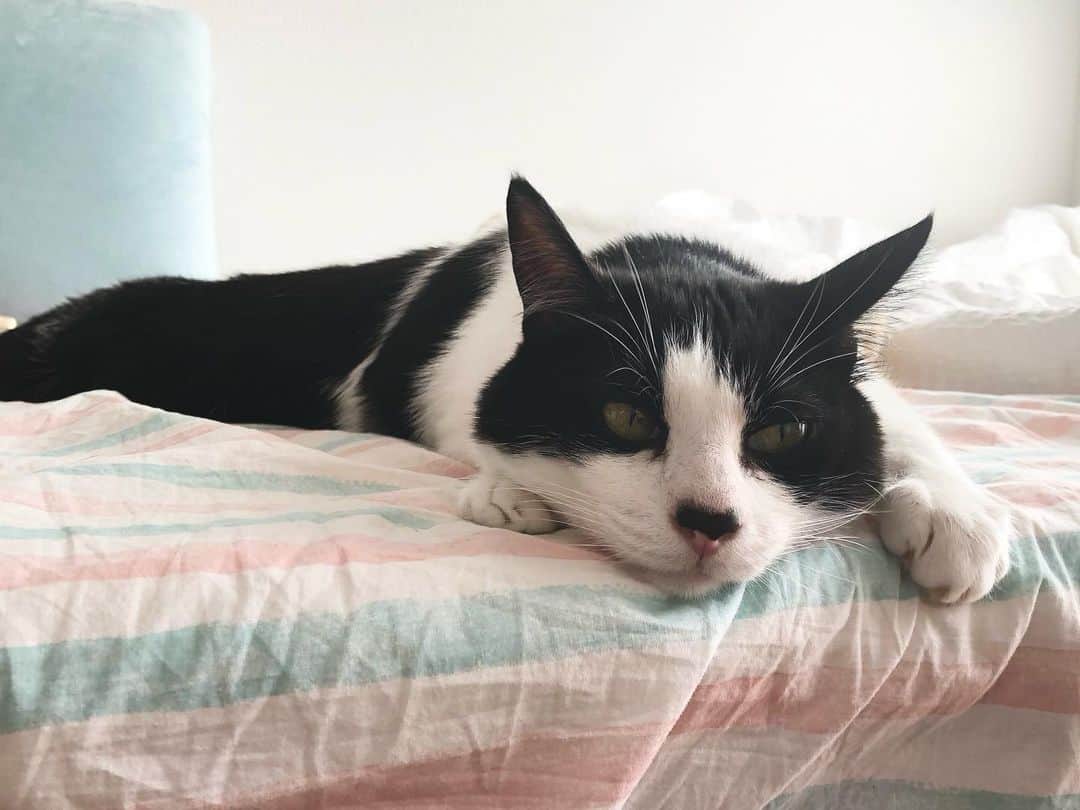 のインスタグラム：「あまりの暑さに猫が溶けてました。 断固としてクーラーつけたくなかったけど…毛皮かぶってるのが居るので、泣く泣くオン。設定温度は29度。 まだ5月なんですけど😭 #ねこ#猫#猫好き#親バカ#はちわれ#ハチワレ#はちわれ猫#ハチワレ猫#白黒猫部#にゃんすたぐらむ#猫大好き#うちの猫自慢#白黒猫 #我が家のぽんずくん #ちゅーちゅー妖怪」