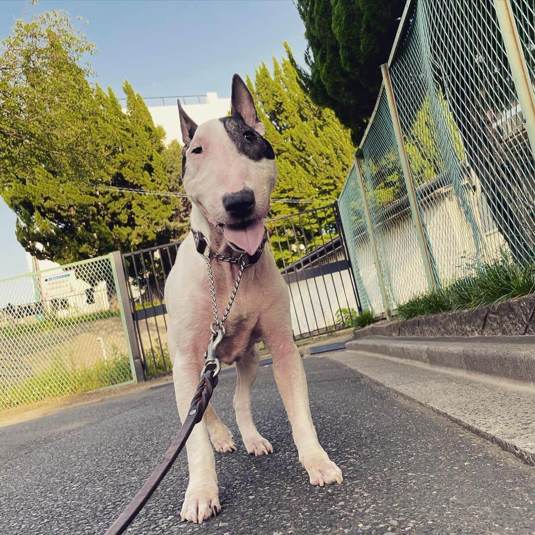のインスタグラム：「#minituru#bull#terrier#minibullterrier#miniturubullterrier#dog#dogstagram#cute#qtaro#love#family#ミニチュア#ブルテリア#ミニチュアブルテリア#Q太郎」