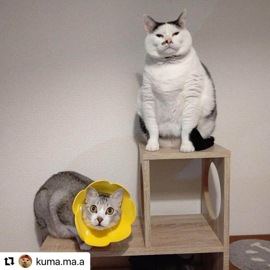 【公式】いぬのきもち・ねこのきもちのインスタグラム：「#Repost @kuma.ma.a さんの小太郎さんと麦くん。  おかあちゃんお迎え隊  ／ おかえりなさーい ＼  小太郎さんは、 何か言いたそうだけど… 門限に厳しいのかな❓  ハッシュタグ #いぬのきもち #ねこのきもち に投稿いただいた可愛い写真をご紹介しています！ 「いぬのきもちWEB　MAGAZINE」、「ねこのきもちWEB MAGAZINE」でもご紹介させていただくことも！  -------------------  .  #ねこ #猫  #ねこすたぐらむ #ねこのきもち #ねこ好き #ねこと暮らす #ねこ好きさんと繋がりたい #猫好きな人と繋がりたい #猫がいる生活 #猫と暮らす#猫好き #cat #catstagram #catsofinstagram #cats_of_instagram」
