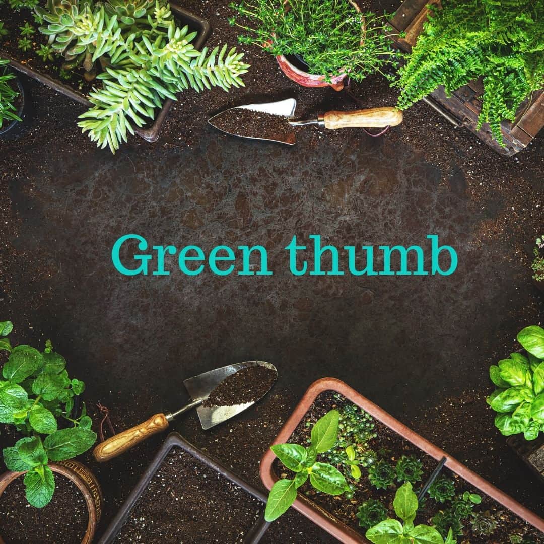 アメリカ大使館さんのインスタグラム写真 - (アメリカ大使館Instagram)「若葉が目にまぶしい季節となりました。今日ご紹介するイディオムは”Green thumb”です。草木を栽培するのが上手な人は、親指(Thumb)が緑色になるくらい植物をいじっていることが語源となり、「園芸の才能」という意味になります。  使い方はこんな感じ↓ My neighbor has a green thumb and her garden is absolutely beautiful. 隣人には園芸の才がある。彼女の庭は本当に美しい。  #イディオム #Idiom #英語学習 #英会話 #留学」5月18日 17時00分 - usembassytokyo