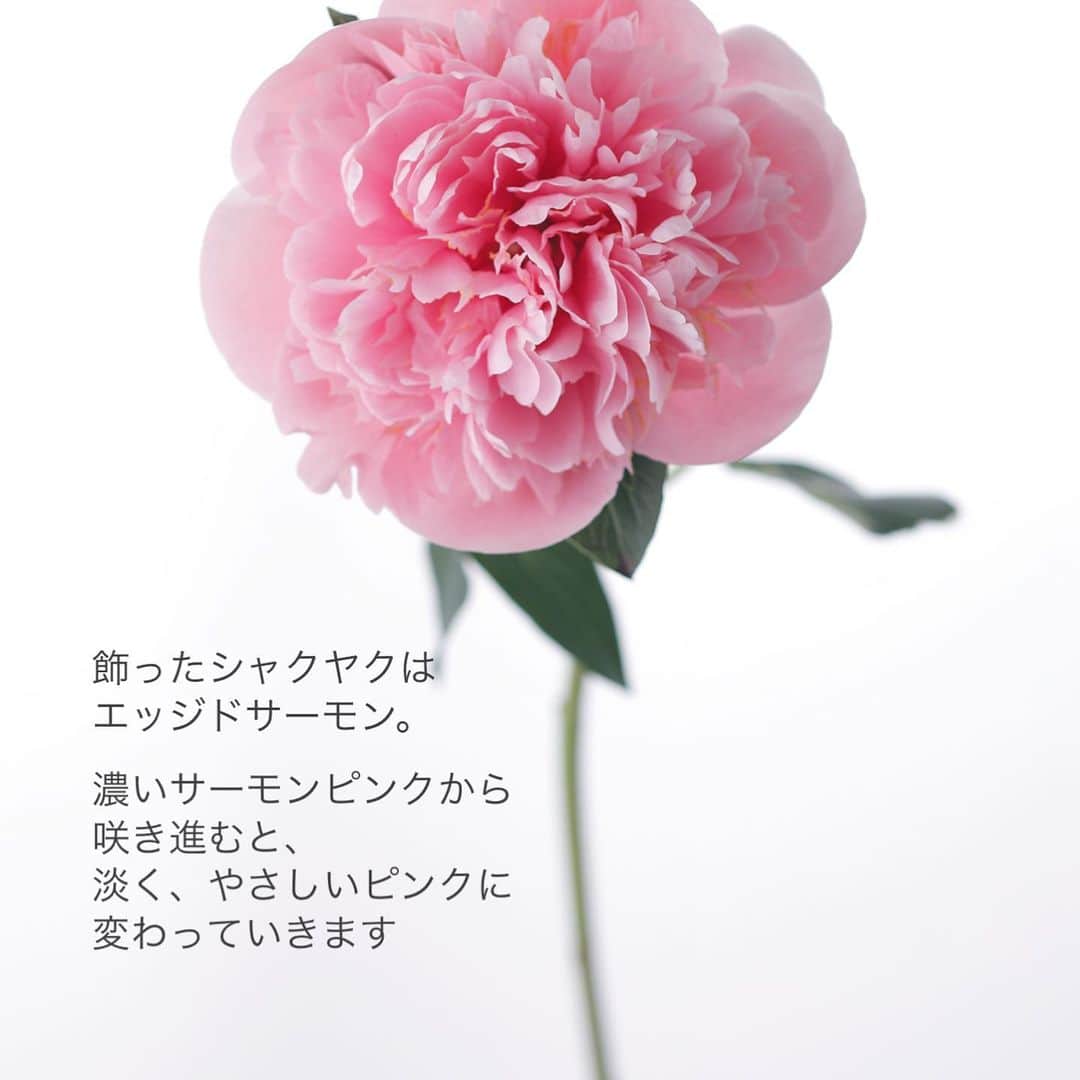 雑誌『花時間』さんのインスタグラム写真 - (雑誌『花時間』Instagram)「シャクヤクは、どんなふうに飾っていますか？  花時間（@hanajikan_magazine）です。  私は、少数精鋭で飾りたい花だと思います。  そう、数本に季節の枝ものだけをちょっと合わせて。  だって、シャクヤクほど、雄弁な花はありませんよね。  花びらがふわっと開くたびに、喜びが溢れ、最後、バサリと潔く散るときですら、美しいと思えてしまいます。  １本で充足感を味わえる花がシャクヤク。ハンパないコスパのよさですね（笑）  刻々と変わる表情を見逃さないために、少数精鋭で飾りませんか？  今日のように暑い日には、水の見えるガラス器でどうぞ。  5月は風の季節。青紅葉もサワサワと音を立てて、揺れています。  では、本日もお疲れさまでした🍉　明日も元気smile😊😊😊で頑張りましょう！　引っ越し準備に追われ、シャクヤクをいまだに飾れていませんが、新居には、真っ先に飾っちゃうよ！ byピーターパン  花　@country_harvest_ch  写真　@中野博安  【花時間ニュース】 💜『花時間』から、花の定期便がスタートしました🥰　世界でここだけのバラと旬花が届く嬉しいサービスです💕  💜『花時間2023春夏』〈春のピンク！夏のブルー！〉大好評発売中！  💜『花と短歌でめぐる 二十四節気 花のこよみ』大好評発売中  すべて @hanajikan_magazine のプロフィールのリンクから飛べます✈️  『花時間』本誌や書籍は全国の書店、ネット書店でも発売中✨  #花時間 #シャクヤク #しゃくやく  #peony  #フラワーアレンジ #花が好き #花が好きな人と繋がりたい #花を飾る #花を飾る生活 #花屋さんへ行こう」5月18日 17時04分 - hanajikan_magazine
