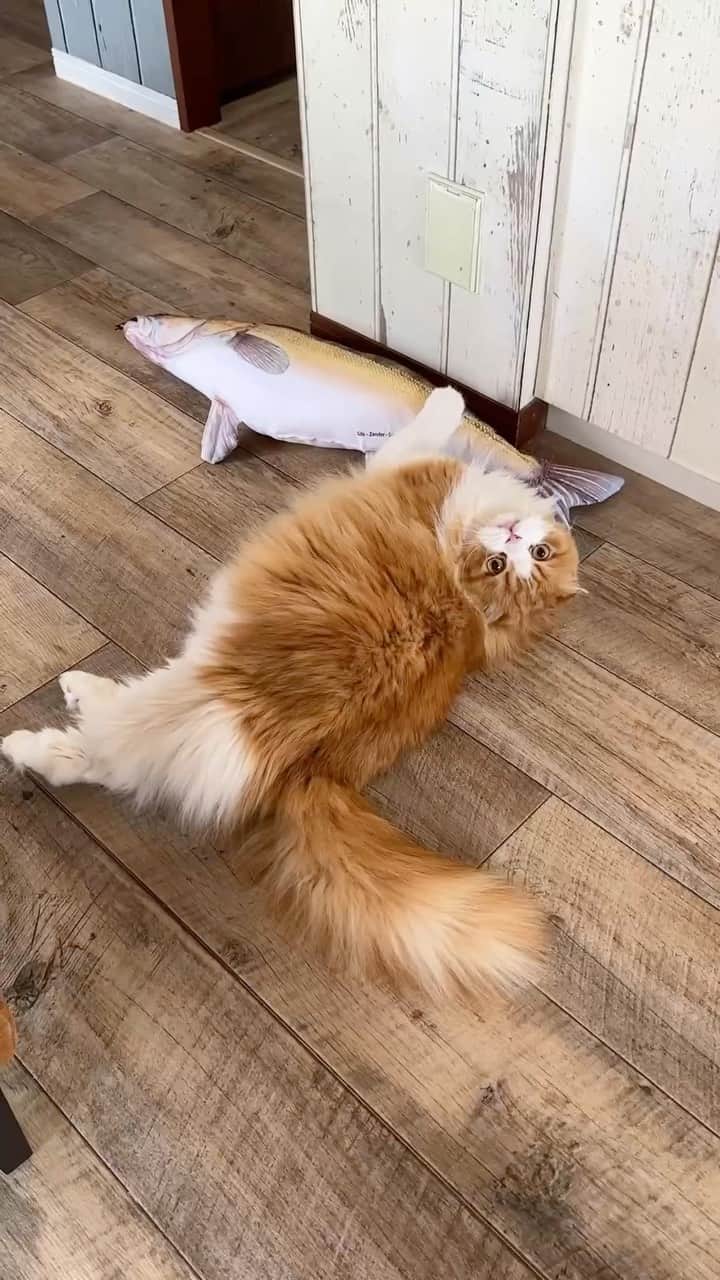 yayoi89のインスタグラム：「Tarachan with Big fish 🐟  タラちゃんと巨大淡水魚🦁🐟 毎日楽しそうでなにより  #cat #scottishfold #9gag #catsofinstagram #weeklyfluff #catlover #cutecats #funnycat #cats_of_world #instacat  #ねこ #ねこのいる生活 #ふわもこ部 #猫 #スコティッシュフォールド #かわいい #ダルトン #dulton #にゃんすたぐらむ #猫のいる暮らし #猫部 #もふもふ」