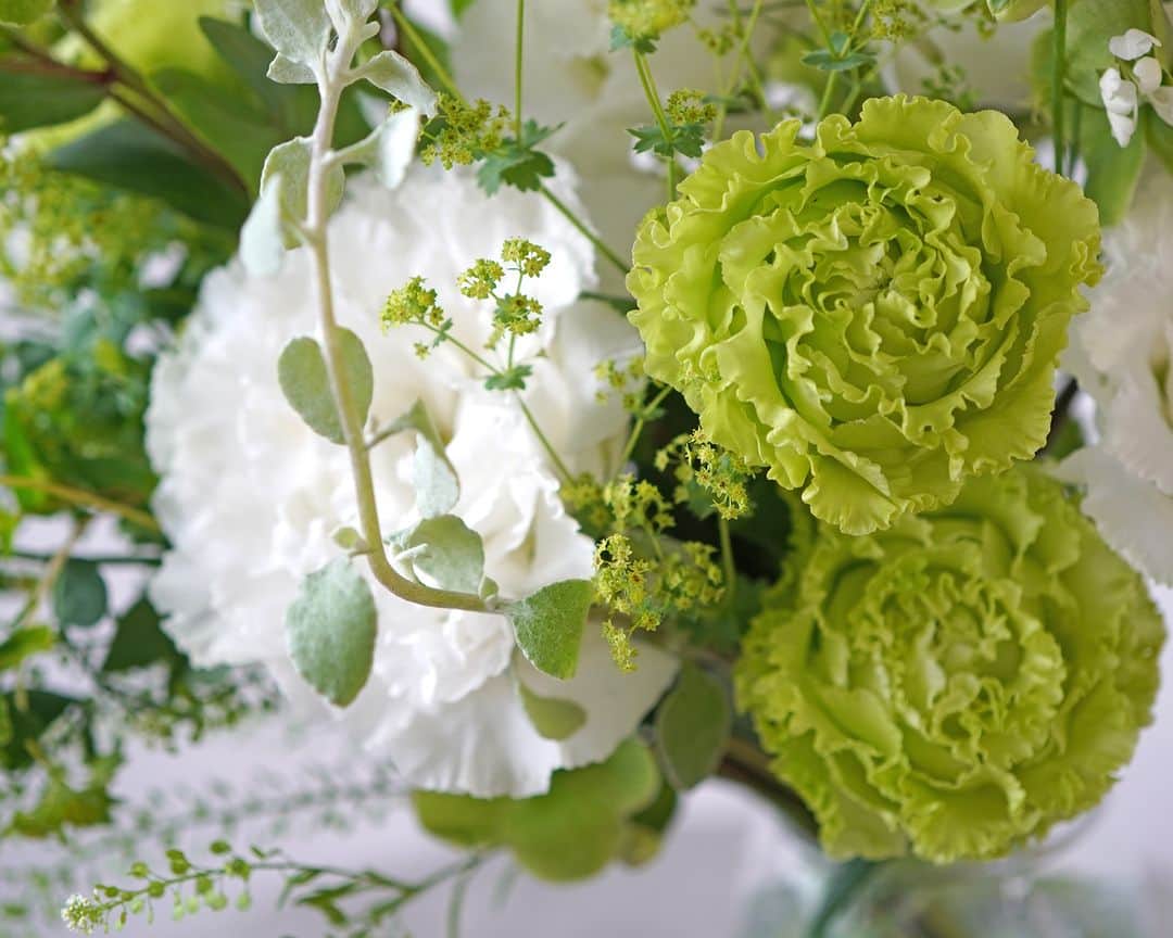 AOYAMA_HANAMOさんのインスタグラム写真 - (AOYAMA_HANAMOInstagram)「新緑の季節を思わせる、みずみしい花々に癒されて。 ・ 白とグリーンのトルコキキョウを中心に、クリスマスローズやグリーンベル、そしてシルエットの異なる数種類のリーフを添えて、流れるような動きのあるデザインに仕上げました。新緑の季節を思わせる白とグリーンの花色が、見る人の心を癒してくれるような花瓶活けです。 ・ 膨らんだガクの先に白い花をつける、グリーンベル。 ガクの形と下向きに咲く花が鈴のように見えることから、その名前がつけられました。 風を受けてゆらゆらと揺れると、小さな鈴の音色が聞こえてきそうですね。 茎が細く長いので、他の花と合わせてナチュラルな動きを楽しんでください。 - - - #aoyamahanamo #青山花茂 #お花のある生活 #花が好きな人と繋がりたい #花を飾ろう #花のある暮らし #花のあるくらし #花のある日常 #癒しの花 #季節の花 #旬の花 #トルコキキョウ #クリスマスローズ #ガレキフォリア #アルケミラモリス #ヘリクリサム #グリーンベル #風鈴花 #リキュウソウ #ナズナ #ブプレウルム #花瓶花 #花束 #ブーケ #ナチュラルブーケ #クラッチブーケ #白グリーン」5月18日 18時00分 - aoyama_hanamo