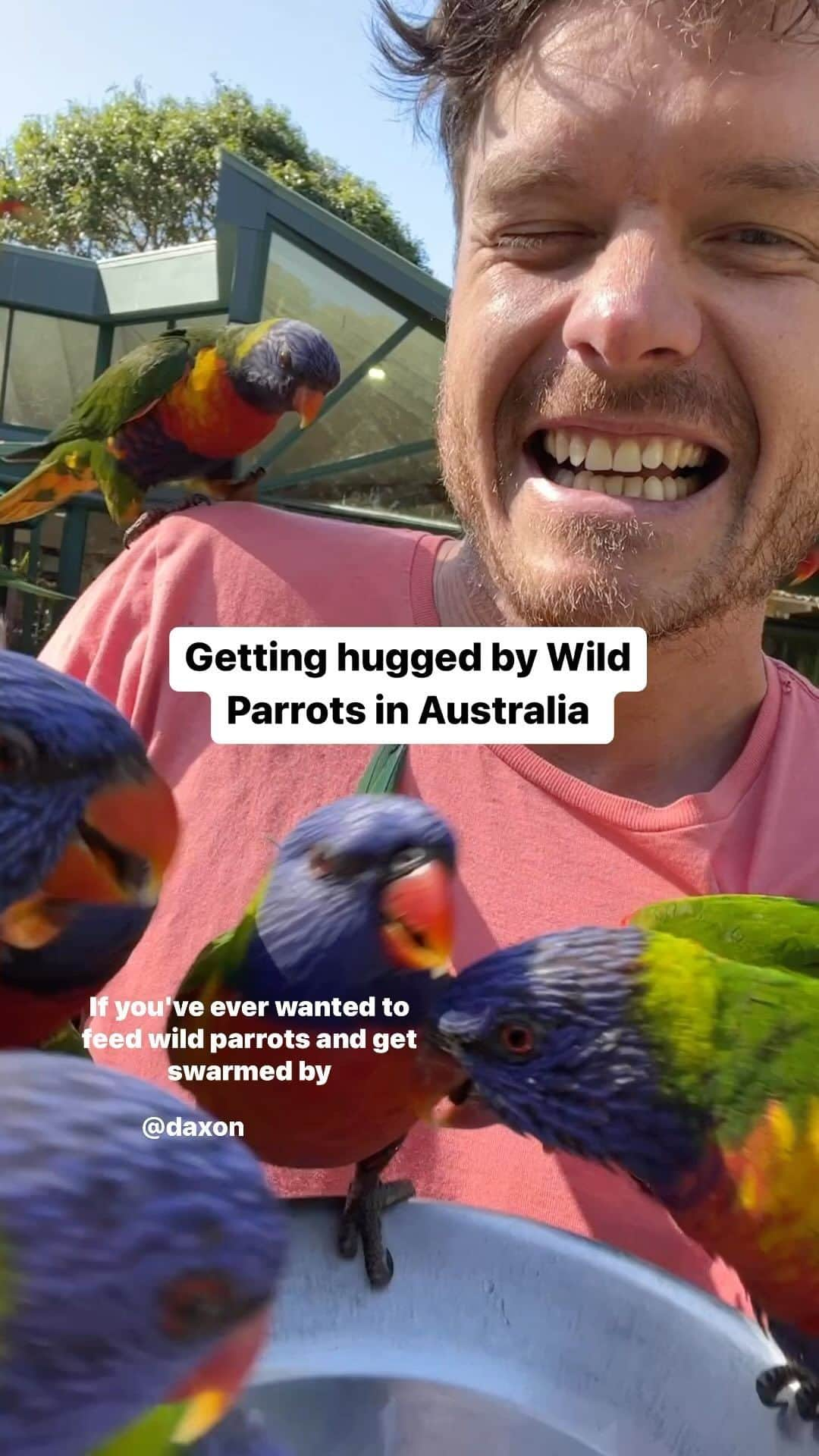 アラン・ディクソンのインスタグラム：「this is either your dream or a nightm…, there’s no in between. The birds told me they’re looking forward to your visit.  @currumbinsanctuary P.S. the birds are called #lorikeet’s so obviously don’t comment that. #currumbinwildlifesanctuary #birdsofinstagram #australia #wildlife #goldcoast #birds」