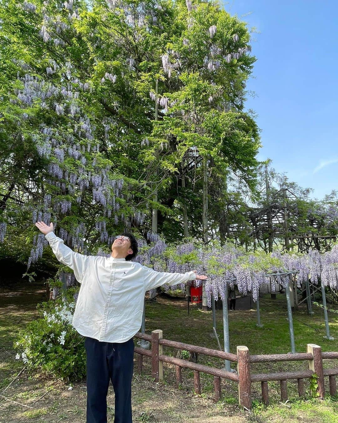 木村卓寛さんのインスタグラム写真 - (木村卓寛Instagram)「藤島のフジが見頃です。  #一戸町 #藤島のフジ #岩手」5月18日 18時51分 - tenshinkimura