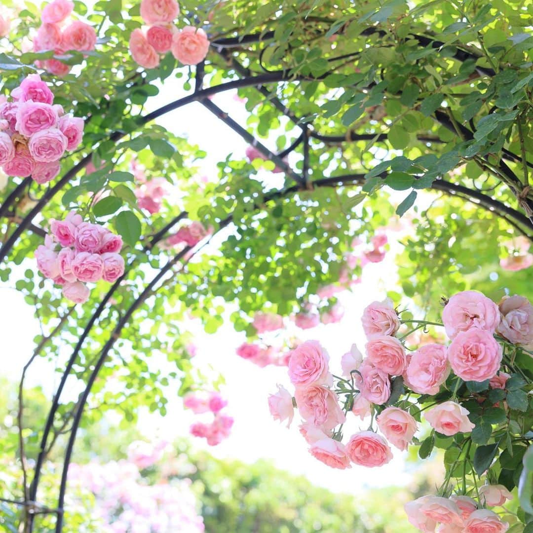kiccyomuさんのインスタグラム写真 - (kiccyomuInstagram)「☀️ 2023.05.18 Thu #横浜イングリッシュガーデン  少し峠を過ぎた バラも少しあったけど キラキラとした 春の #バラ 🌹が 綺麗でした📸  今日は、暖かな南風が… 暑い1日でした😅  location #神奈川 ❣️ 📷撮影 2023年5月16日」5月18日 18時46分 - kiccyomu
