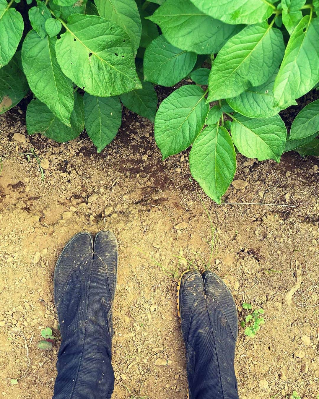 おすずのインスタグラム：「大地をしっかり踏みしめる  近ごろ  私のTabi boots 🌱  #野良仕事」