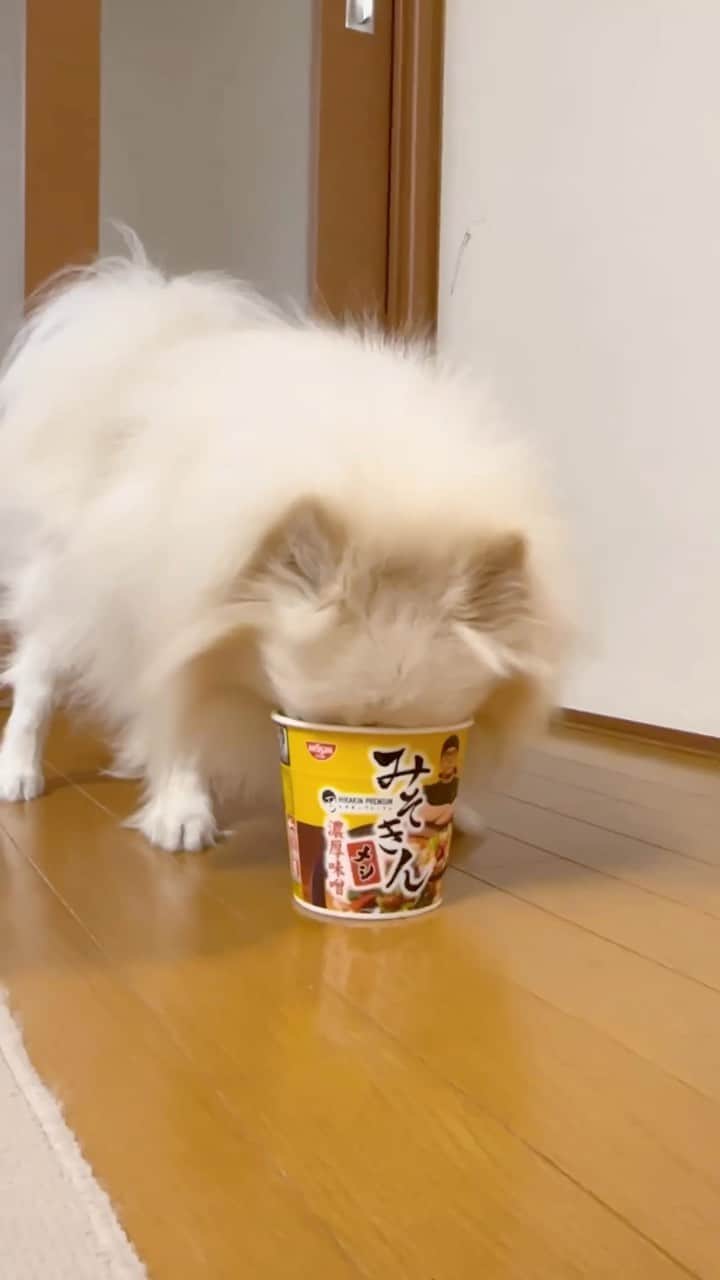 太陽チャンネルのインスタグラム：「みそきんを食べるわんこ🐶！！  #みそきん #HIKAKIN #ポメラニアン」