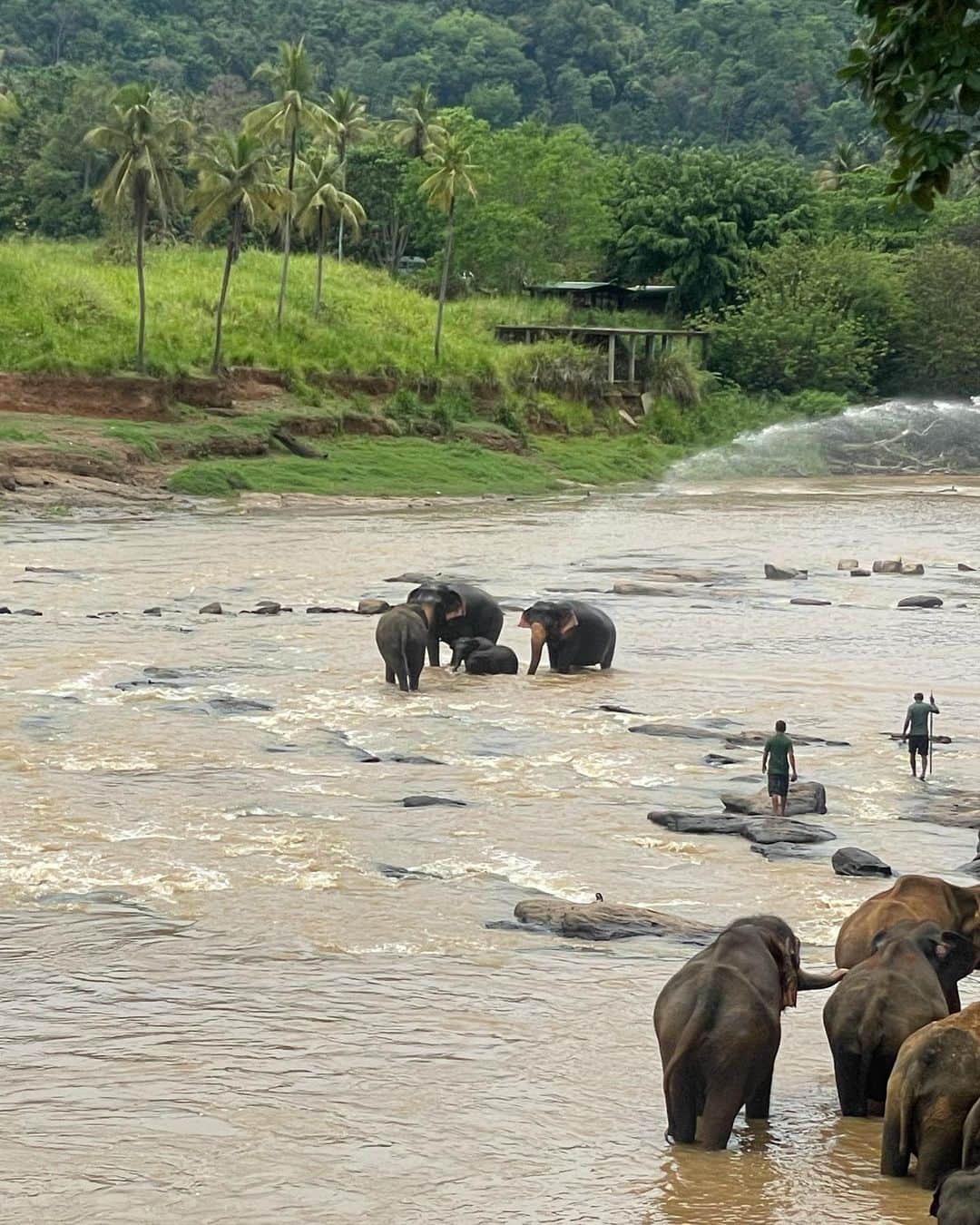 浦野一美さんのインスタグラム写真 - (浦野一美Instagram)「#🐘  ランチは、 ホテル エレファント ベイ で𓌉◯𓇋  𓈒 𓏸  ピンナワラ ゾウの孤児院の象達が 自由に水浴びをする姿を見ることが出来る場所です。  自然豊かなテラス席の為、 ハエやカラスと戦いながら💦笑 美味しいスリランカカレーや卵料理を堪能。  川に面したプールでは、 宿泊者の方々がプールサイドから 象を眺めるのを楽しみにしていました。  この日は、 およそ1％ほどの確率でしか生まれないと言われている、 世界でも珍しい双子の子像を見ることができて とってもラッキーでした♡⃛  動画、シェアしますね𓃰🐘🐘𓃰  旅行前に、ティースタイルさんを通して 動物が負担になるような観光は 希望しませんとの旨をお伝えしていたので 象と触れ合ったり、 柵の無い場所での見学は控えました。 動物にとって何が負担になるかは わからないけれど、 万が一があった場合には 人間も動物も望まない選択を 迫られる事があるかもしれません。 私達の希望を大事にして下さった ティースタイルさんとガイドさんの配慮に 感謝しています。  #ハネムーン #ハネムーンレポ #ハネムーンスリランカ #honeymoon #カップルコーデ #UNIQLO #uniqloコーデ #オソロコーデ #couple #カップルフォト #srilanka #srilankatravel #srilanka🇱🇰 #srilankatrip #新婚旅行 #travel #海外旅行 #夫婦 #夫婦旅行 #ピンナワラ #象 #elephant #pinnawala #pinnawalaelephantorphanage」5月18日 20時25分 - cindy.cinderella