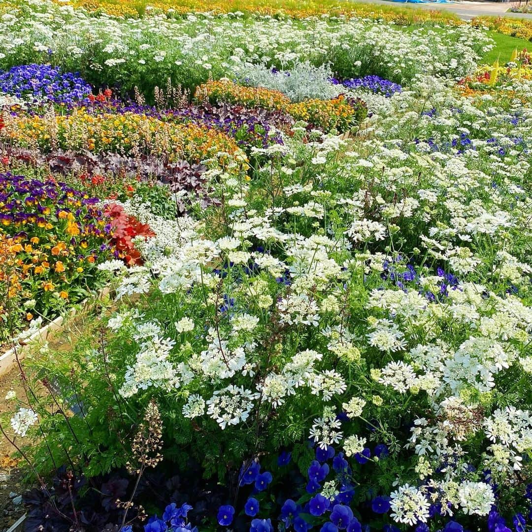 bon ponさんのインスタグラム写真 - (bon ponInstagram)「国内最大級の花とみどりのイベント第40回全国都市緑化仙台フェア「未来の杜せんだい2023〜Feel green!〜」が、4月26日(水)から6月18日(日)まで開催されています。 @sendai.feelgreen  仙台市では平成元年度に「'89グリーンフェアせんだい」を開催して以来、34年ぶりの開催となります。 会期中は、メイン会場を中心に「杜の都 仙台」が花やみどりで美しく彩られます🌸🌼🌷🪻🌹🌿  30℃を超える暑さの中、出かけてきました。 地下鉄東西線「国際センター駅」で降りて、メイン会場に向かいました。 メイン会場には、七夕飾りを模した大花壇「はなばた飾り」の他、メルヘンチックな「杜のリビングガーデン」、ハンギングバスケットコーナー、趣向を凝らした出展花壇・庭園などがあって見応え満載でした。  西公園まで歩いて、公園内の源吾茶屋でひと休み🍵 クリームあんみつとお好み3色もち(ごま･あべかわ･おろし)をいただきました😋😋 疲れが取れたところで青葉通を歩いて仙台駅へ。今の季節の仙台は、青葉通・広瀬通・定禅寺通などの街路樹の新緑がそれはそれは美しく、大好きな季節です🌳🌲🌿  ＊ デニムコーデ💙❤️ bon ・シャツ(Sunny Clouds × bonpon) ・パンツ(UNIQLO) pon ・ワンピース(Sunny Clouds × bonpon) ・バッグ(ブティック社コラボ) ＊ ＊ #未来の杜せんだい2023 #花と杜のフェア #夫婦 #60代 #ファッション #コーディネート #リンクコーデ #夫婦コーデ #グレイヘア #白髪 #共白髪 #couple #over60 #fashion #coordinate #instagramjapan #greyhair #grayhair #bonpon #bonpon511」5月18日 20時53分 - bonpon511