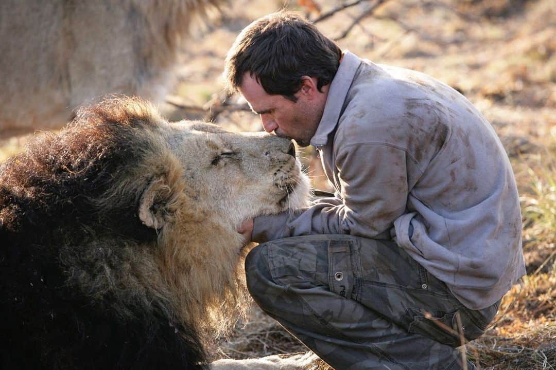 Kevin Richardson LionWhisperer さんのインスタグラム写真 - (Kevin Richardson LionWhisperer Instagram)「#tbt Napoleon (pictured) and Tau were the first two lions I started working with in 1998. The last quarter of a century working closely with lions, hyenas and leopards has been full of ups, downs, absolute joy, sheer happiness, heartache and absolute sorrow. I remember the day I met them vividly, the rest has been a blur. I’m almost 49 now and looking back, I had no idea what I was getting involved with. All I knew is that there was something about these animals that made me complete and gave me purpose. Times were different then and the conservation area has changed a lot since. Personally I find the space pretty toxic and full of judgement. I’ve seen so many people come and go, and so many conveniently suffer from amnesia and forget where they cut their teeth. There are many things I look back upon and wonder why and how, but there are also many things I look back upon and feel proud of. That’s the thing about this old life we live. No one is perfect and hopefully as we mature and grow we reflect more and more and continue to evolve into a version of ourselves that is something better than the previous one. #bebettereveryday #betterversionofme #kindredspirits #interspeciesfriendship #interspeciescommunication #truetowhoyouare」5月18日 21時04分 - lionwhisperersa