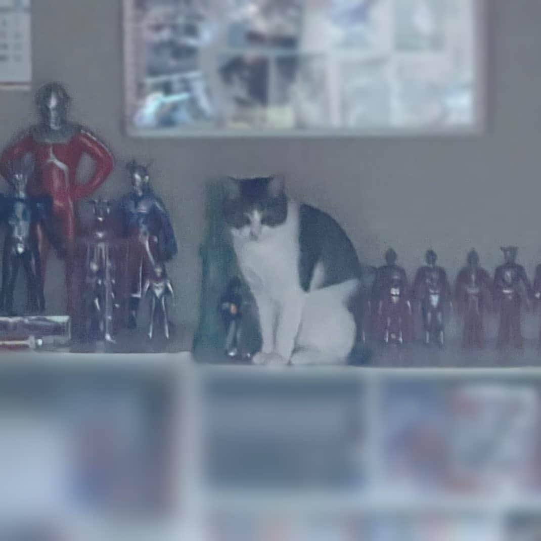 川中子奈月心のインスタグラム：「弟の部屋のウルトラマンと並ぶサバミしゃん  ボス感つよい  #猫 ‪‪☺️」