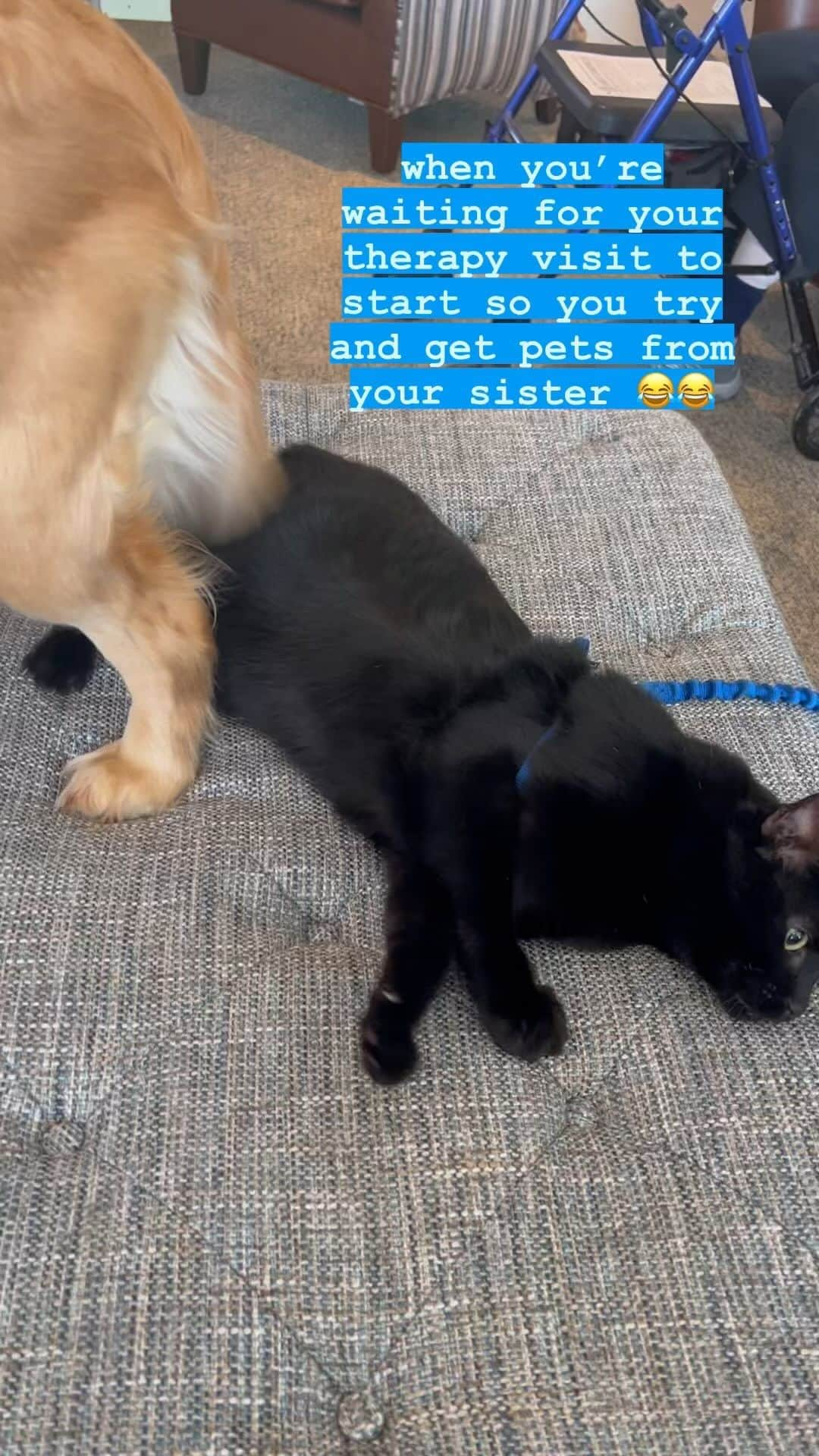 モヒートのインスタグラム：「Bellini and Vader did a therapy visit together! They loved it! While we were waiting for our friends and for the visit to start Vader decided to plop down next to his sister’s tail and get some pets that way 😂 #therapycat #catsofinstagram #bestfriends #catsanddogs #funnyanimals #siblinggoals #goldenretriever #dog #cutedog #blackcat」