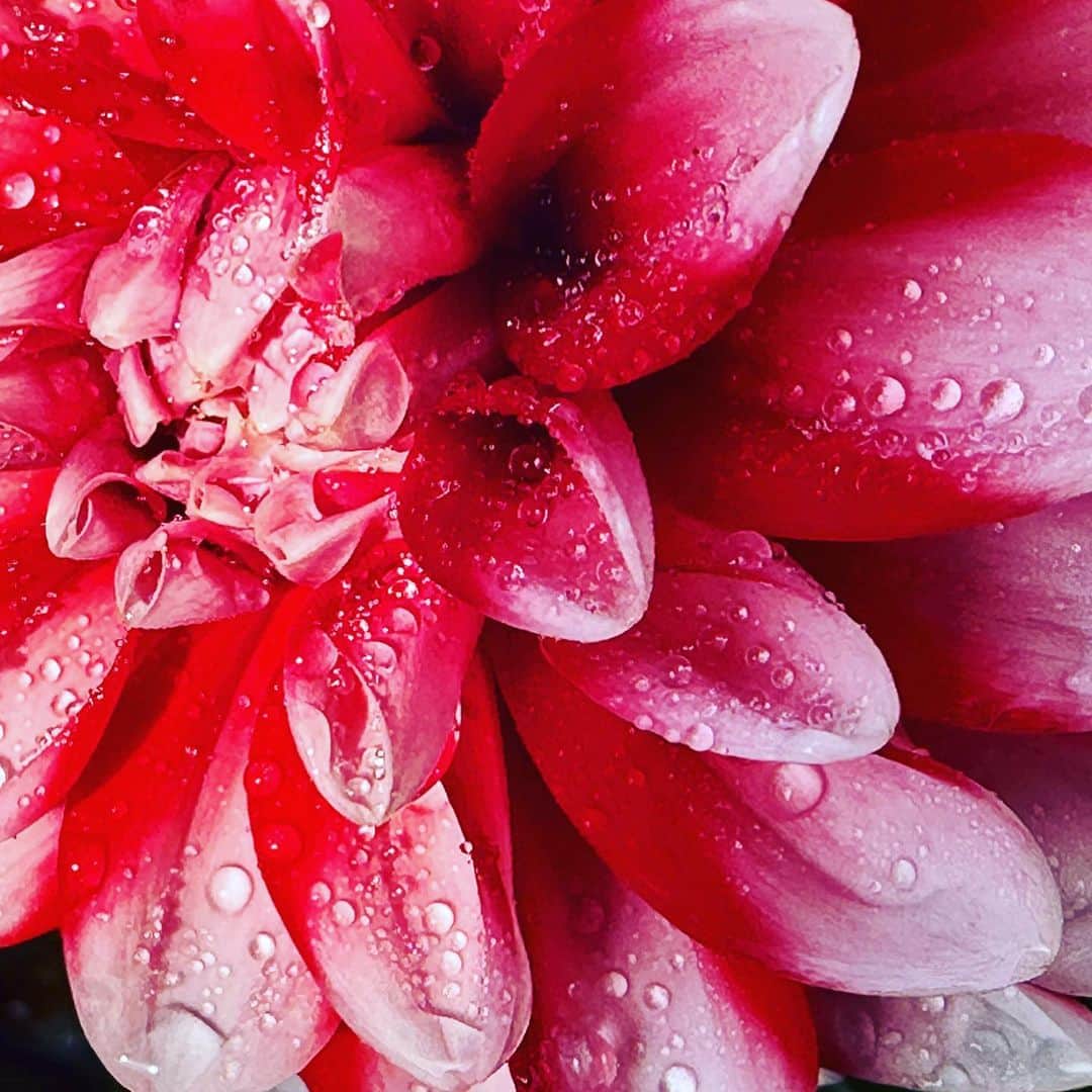 蜷川実花のインスタグラム：「毎朝お花に水やりをして1日がはじまります。 水滴がついたお花が可愛くて❤️ 幸せな気持ちで1日過ごせる気持ちになる。 今日も一日色々あって大変だったけど 良い一日でした。 明日も良い日になるといいな  #mikaninagawaflowers」