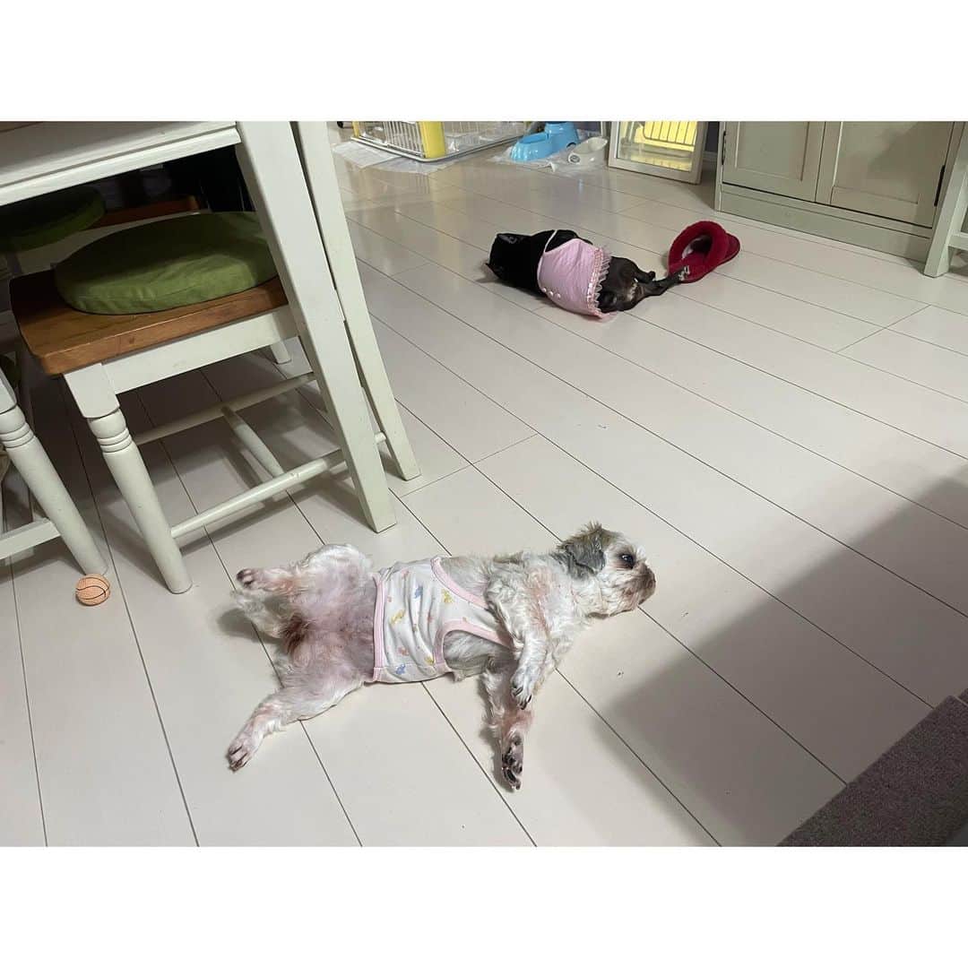 のインスタグラム：「落ちてる…   #frenchbulldog  #shihtzu  #フレンチブルドッグ  #シーズー #おいもちゃんと  #こんぶちゃん」