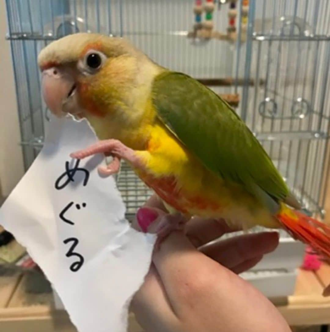 ひらさわあくびのインスタグラム：「HAPPY BIRTHDAY!!!めぐる🦜🧡💚❤️💛今日は愛鳥"めぐる"の4才のお誕生日🎉明日からツアーで札幌の為、めぐるはペットショップの店員さんのお家に預けているのですが、これからもめぐると健やかな癒しの時間を過ごせていけたら幸せですな🦜💭 #ニガミ17才 #ウロコインコ」